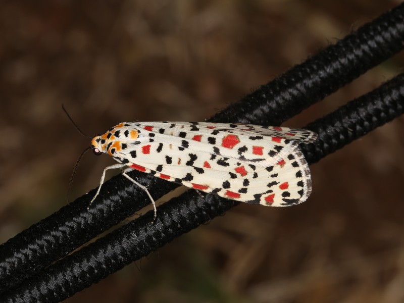 Utetheisa pulchella (42933062950)