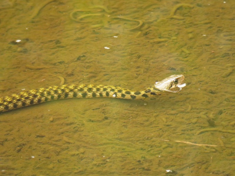 Xenochrophis flavipunctatus (44702176741)