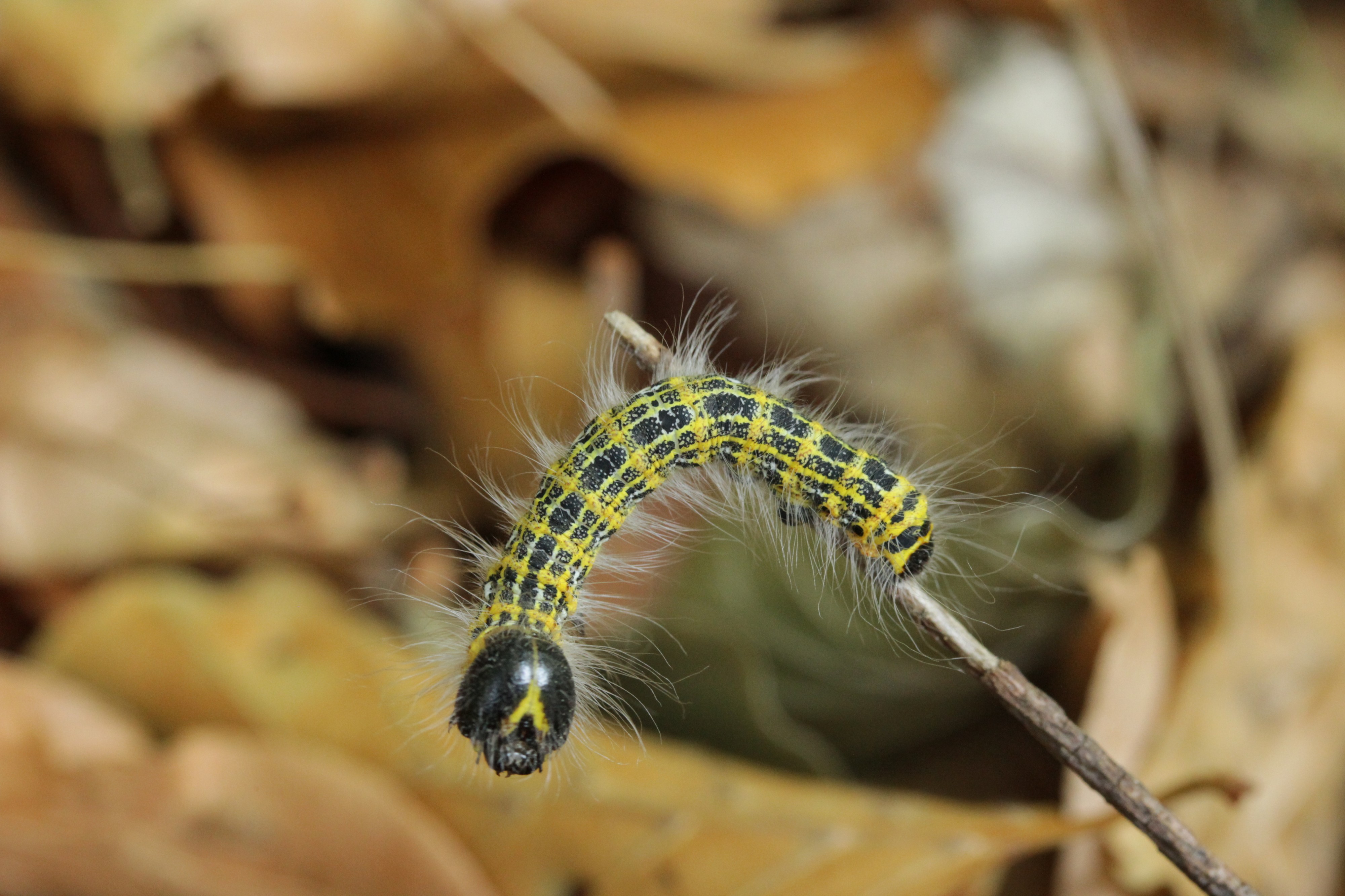 Buff-tip - Phalera bucephala (31053395628)