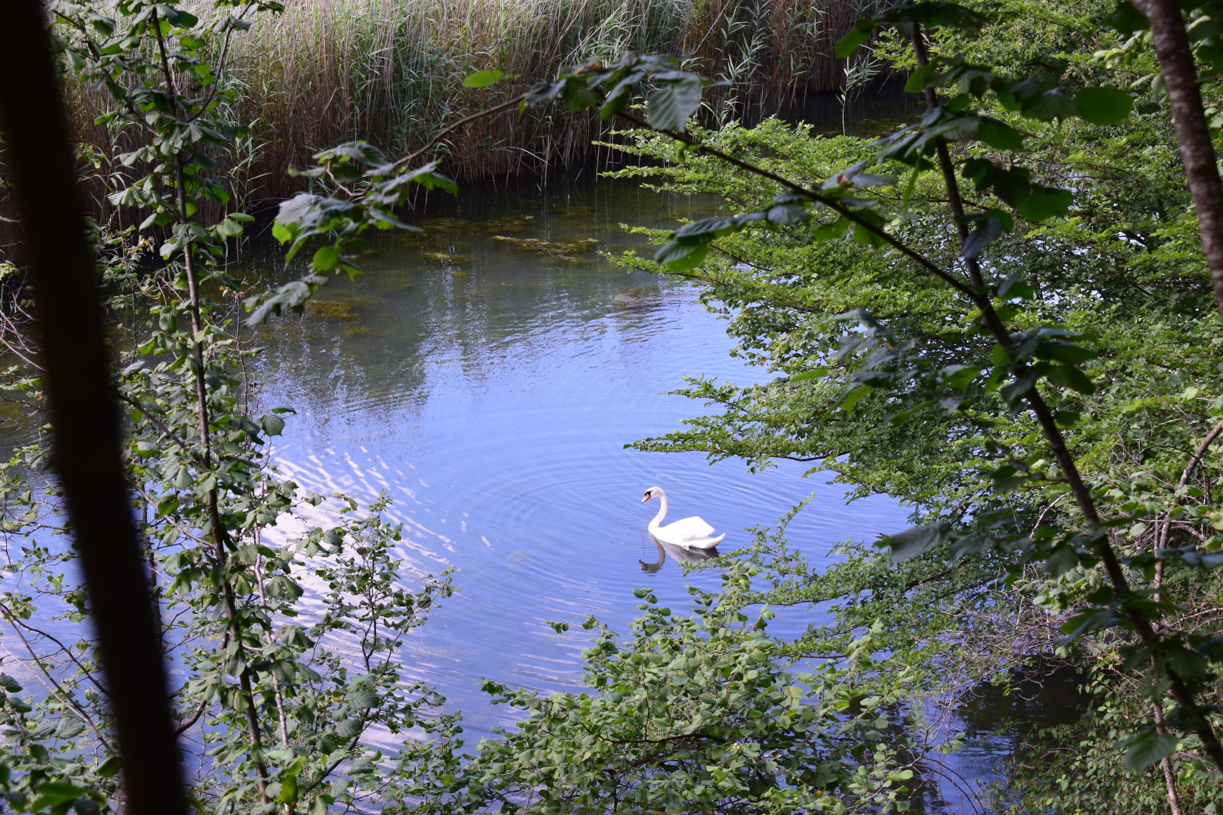 Cygne sur le Rhône