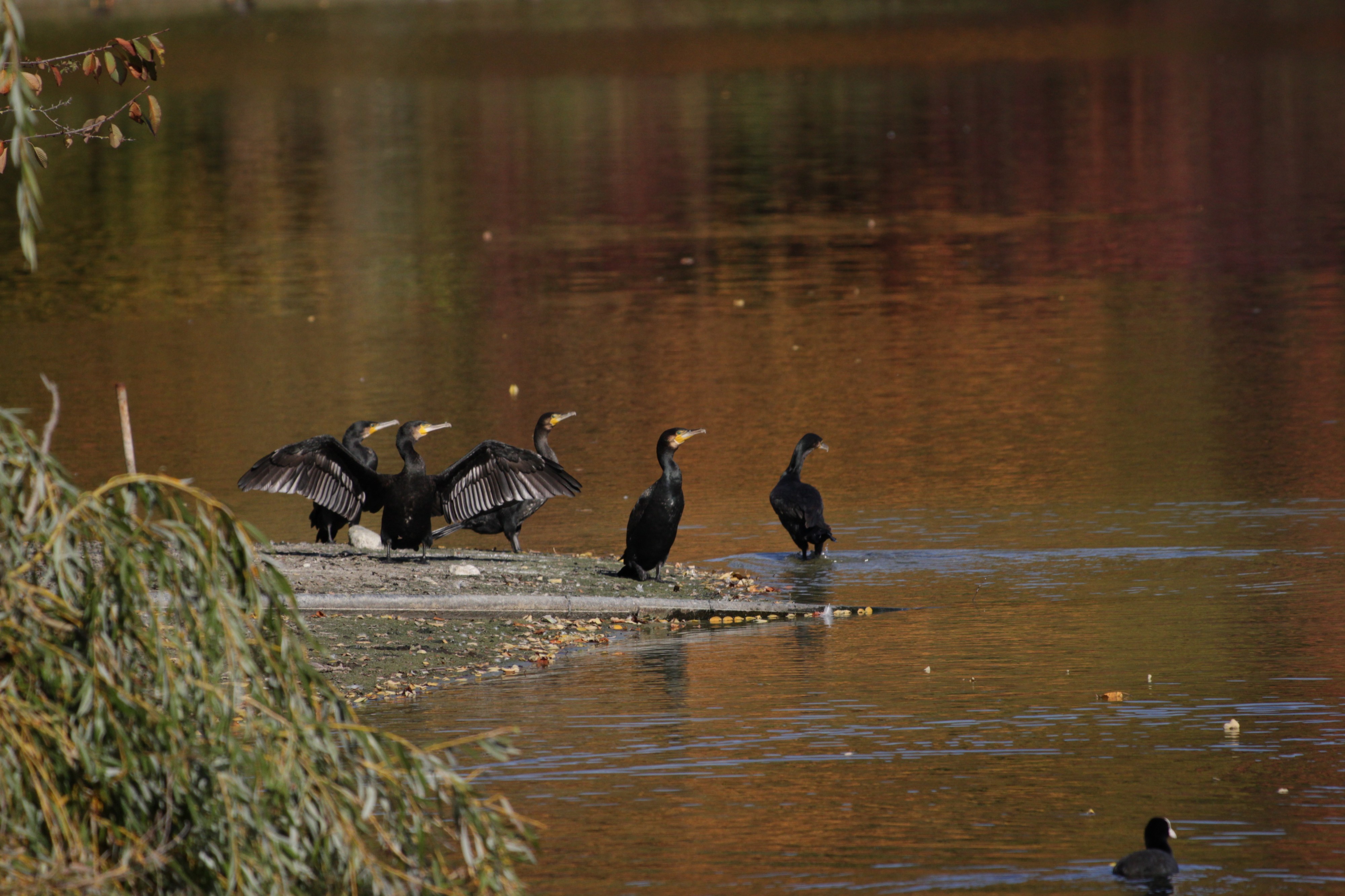 Great cormorant - Phalacrocorax carbo (45583014582)