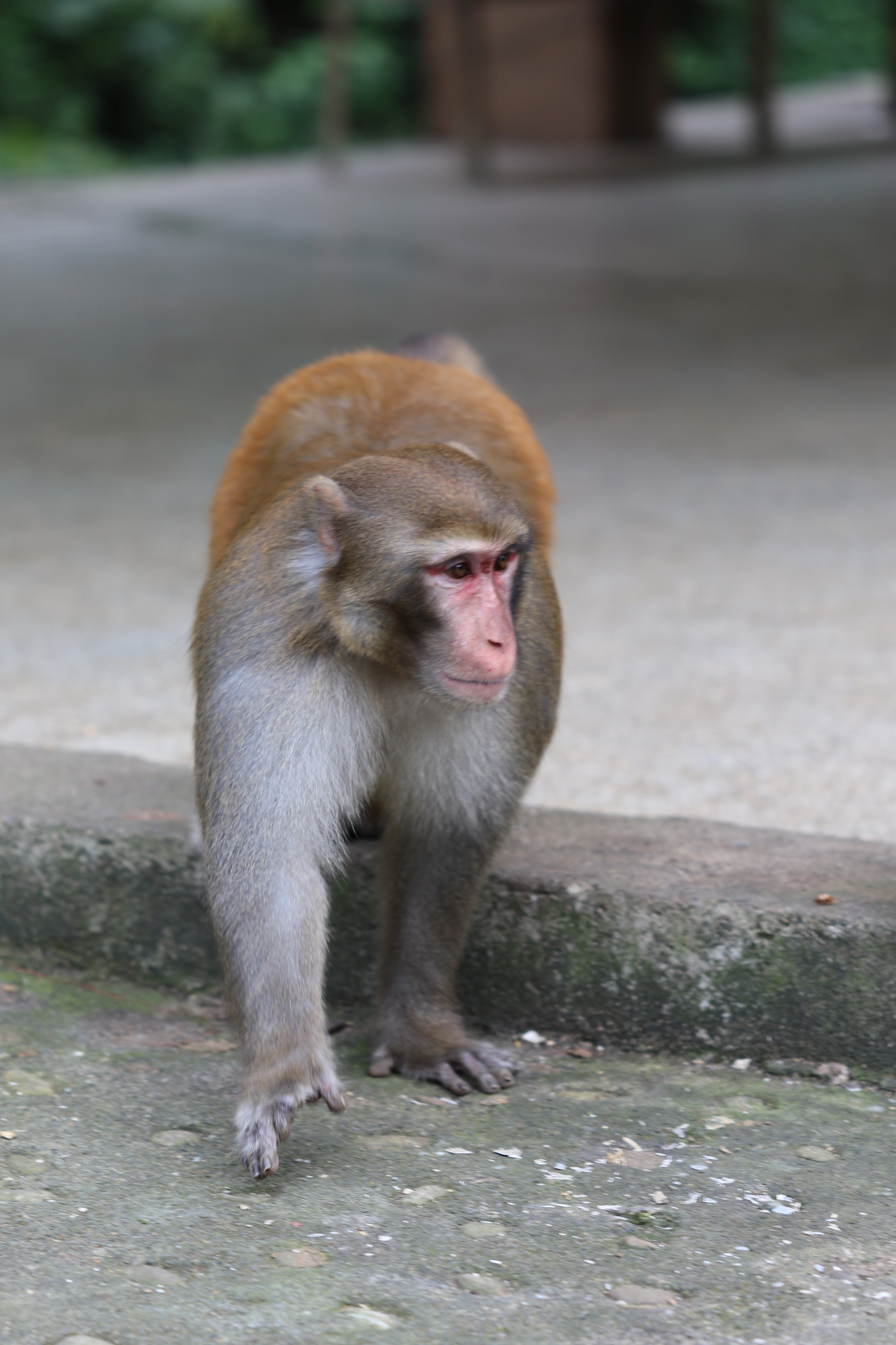 Macaca mulatta (22483263889)