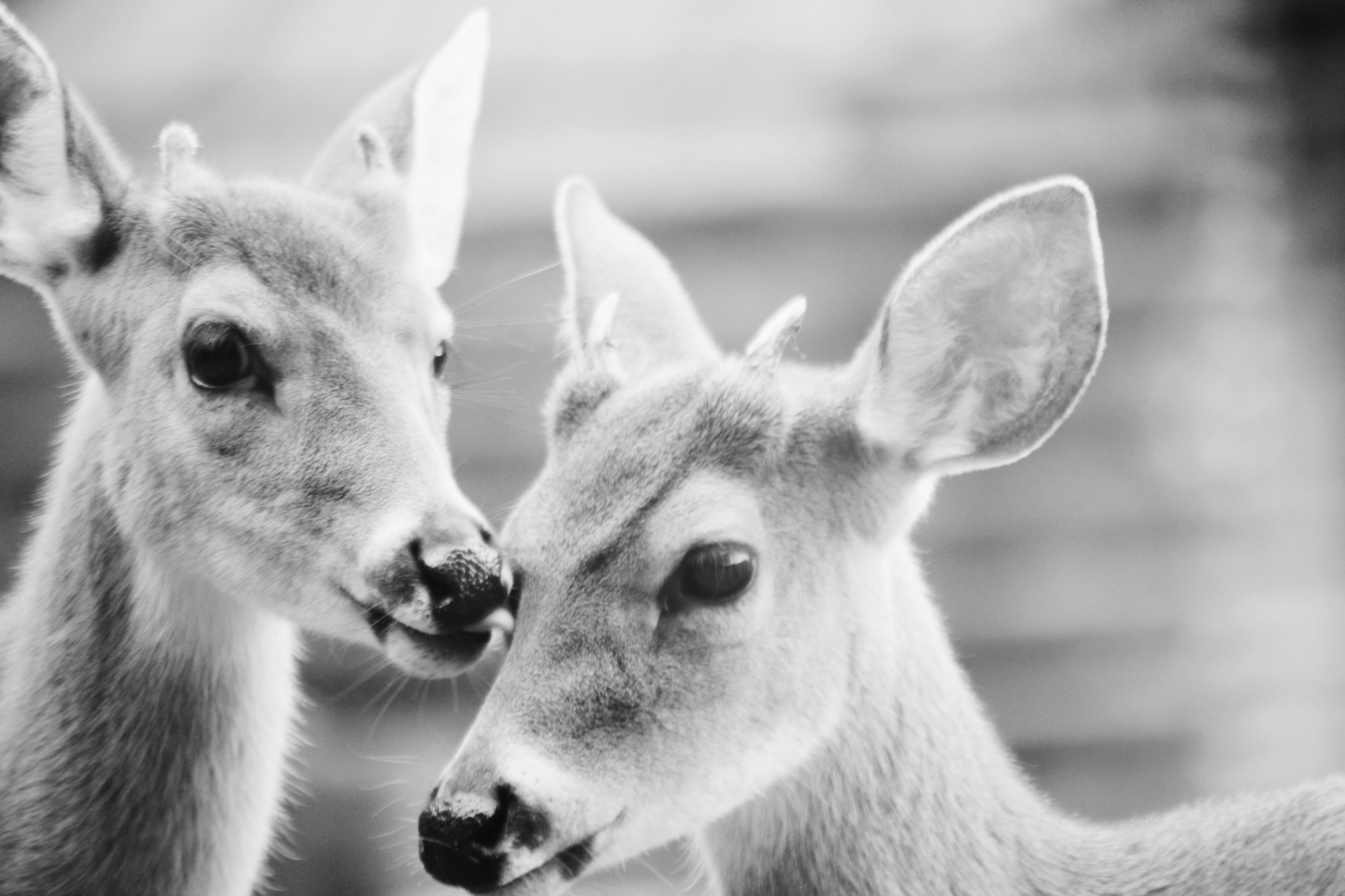 Monochrome deer in Texas (Unsplash)