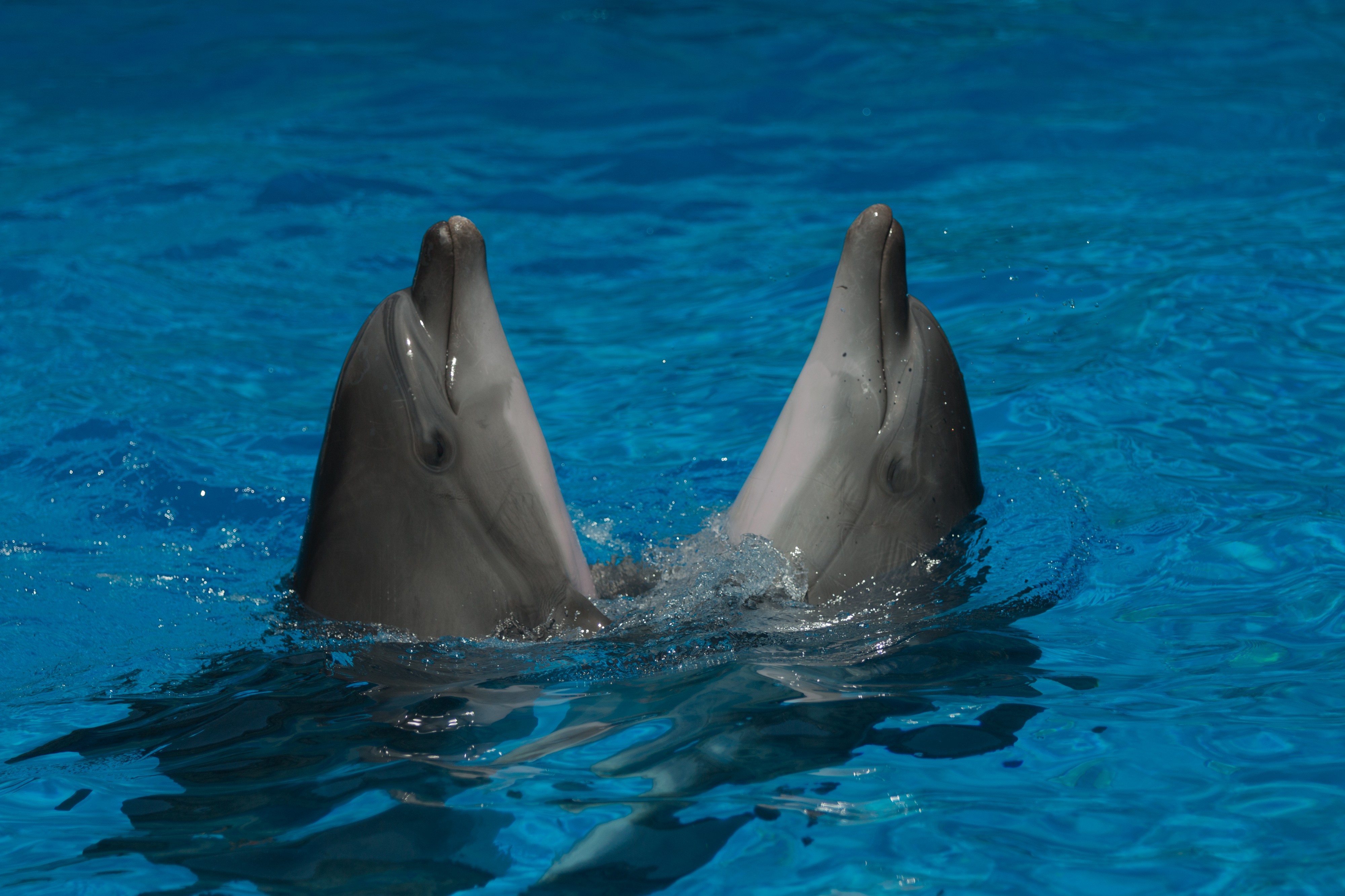 Two dancing dolphins in Anapa dolphinarium