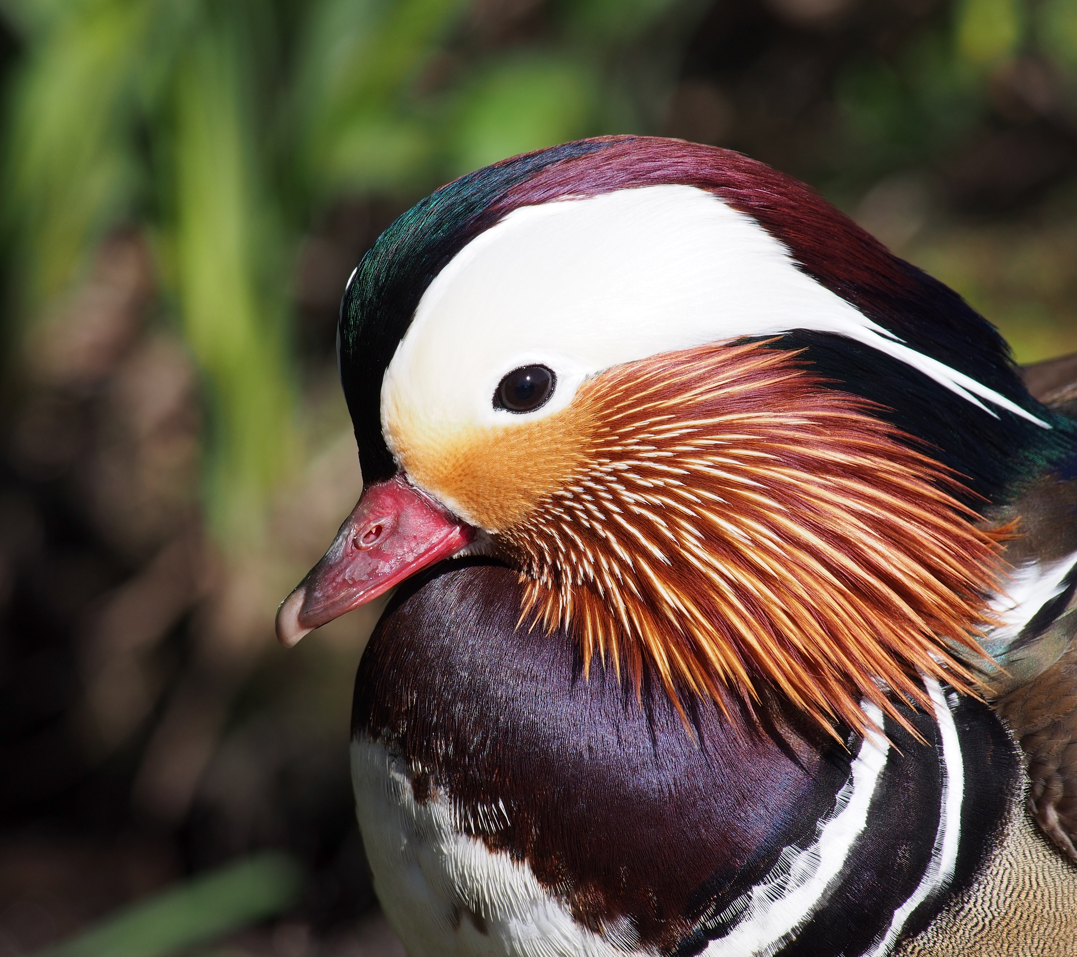 Aix galericulata male portrait