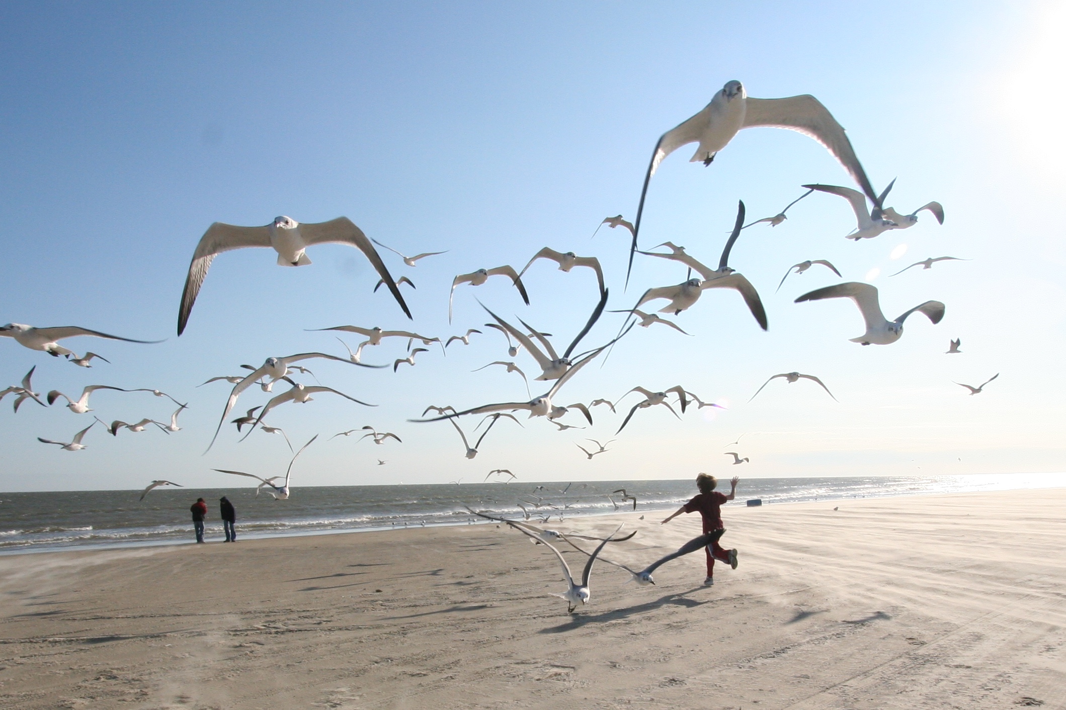 Желаю купаться в счастье. Море, Чайки. Счастье. Птицы над головой. Фотосессия на пляже с чайками.
