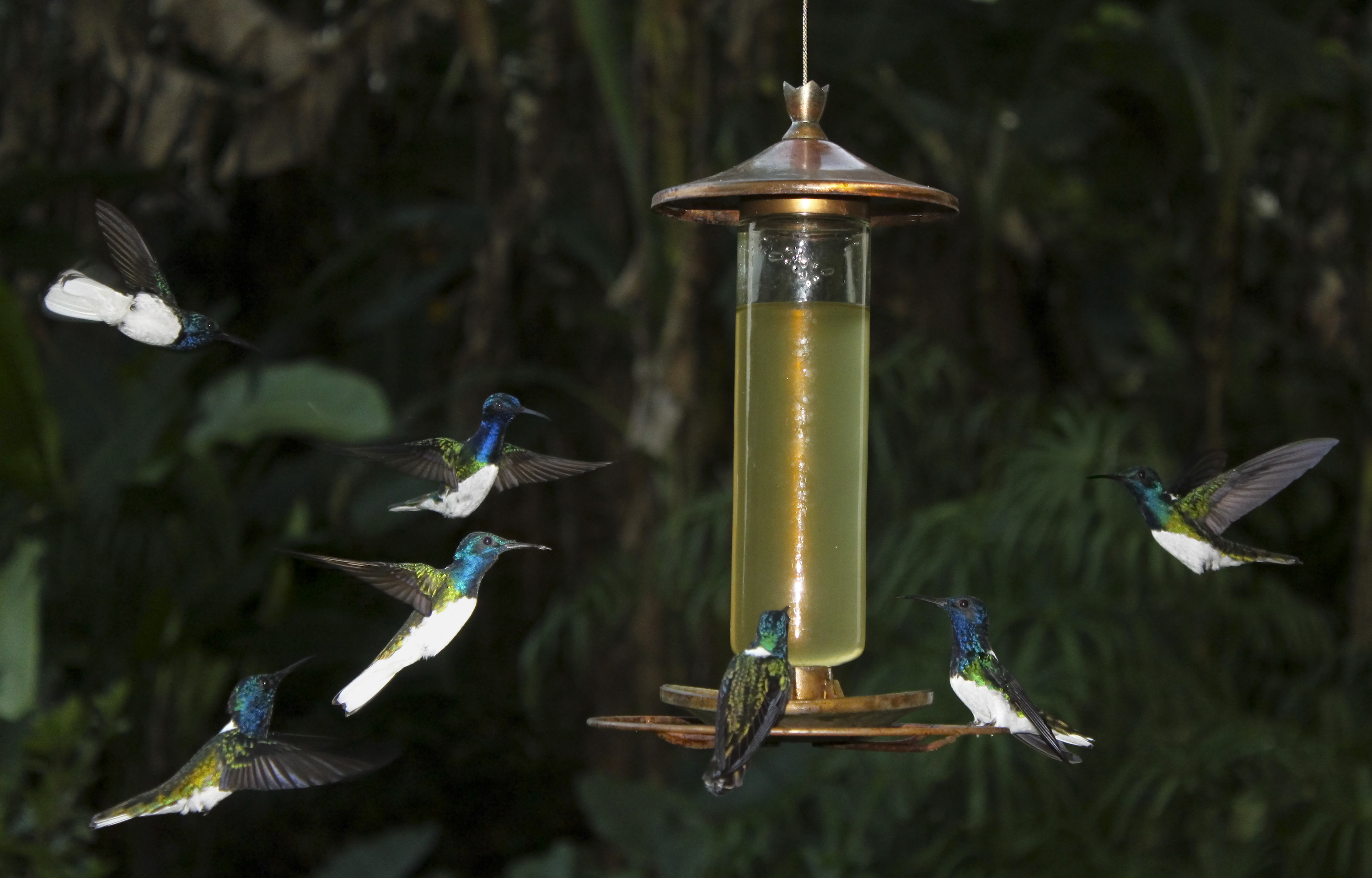 Florisuga mellivora at bird feeder