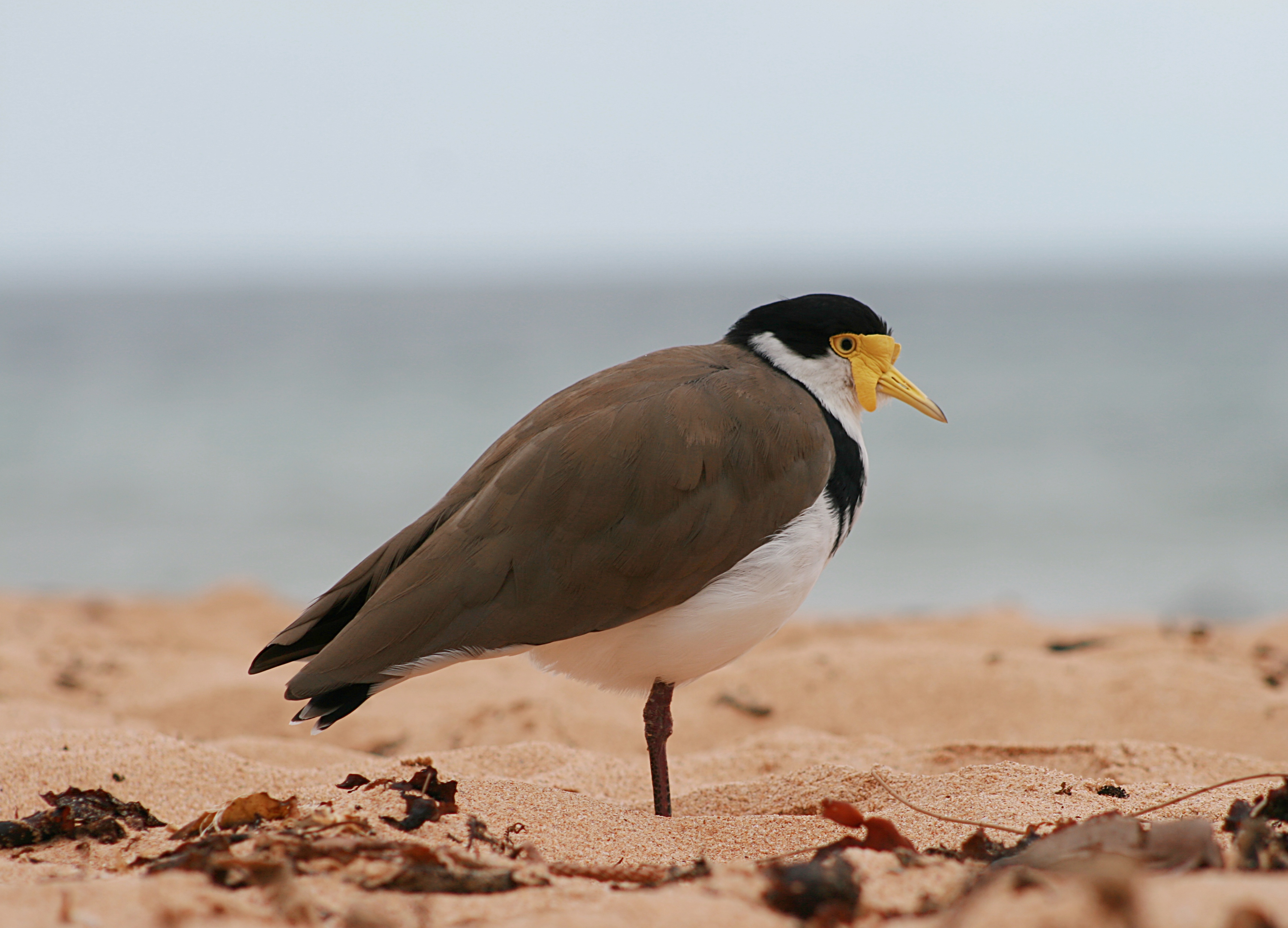 Masked Lapwing sand