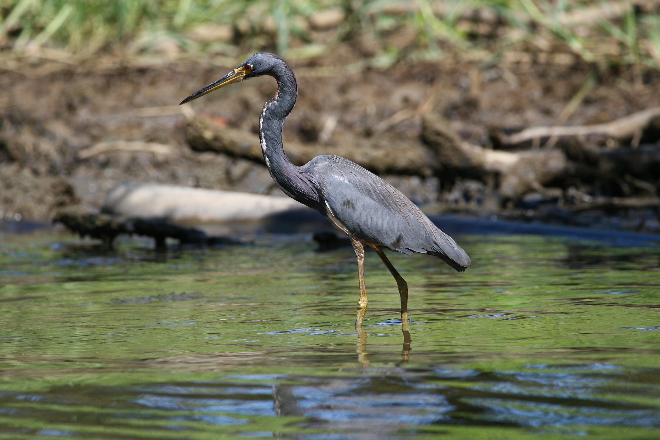 MC Heron Costa Rica