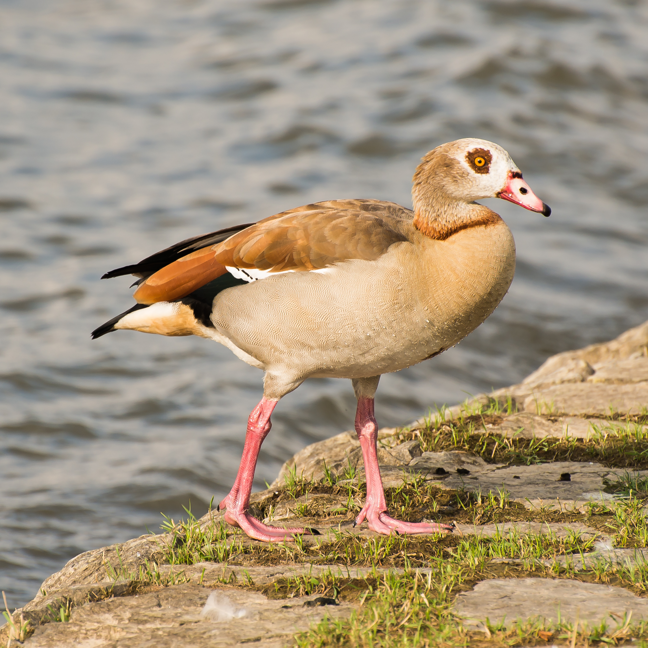 Nilgans 1170II 20130704