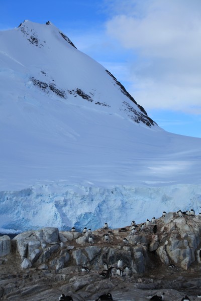 Jougla Point, Antarctica (6063176219)