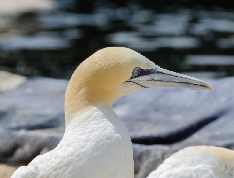 Morus bassanus Zoo Bremerhaven 01