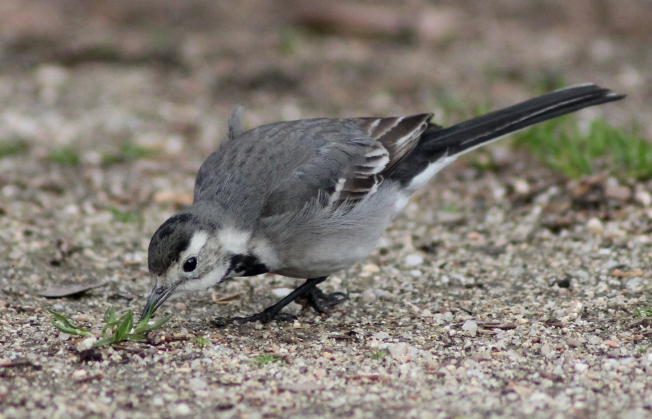 Motacilla alba alba (Madrid, Spain) 10