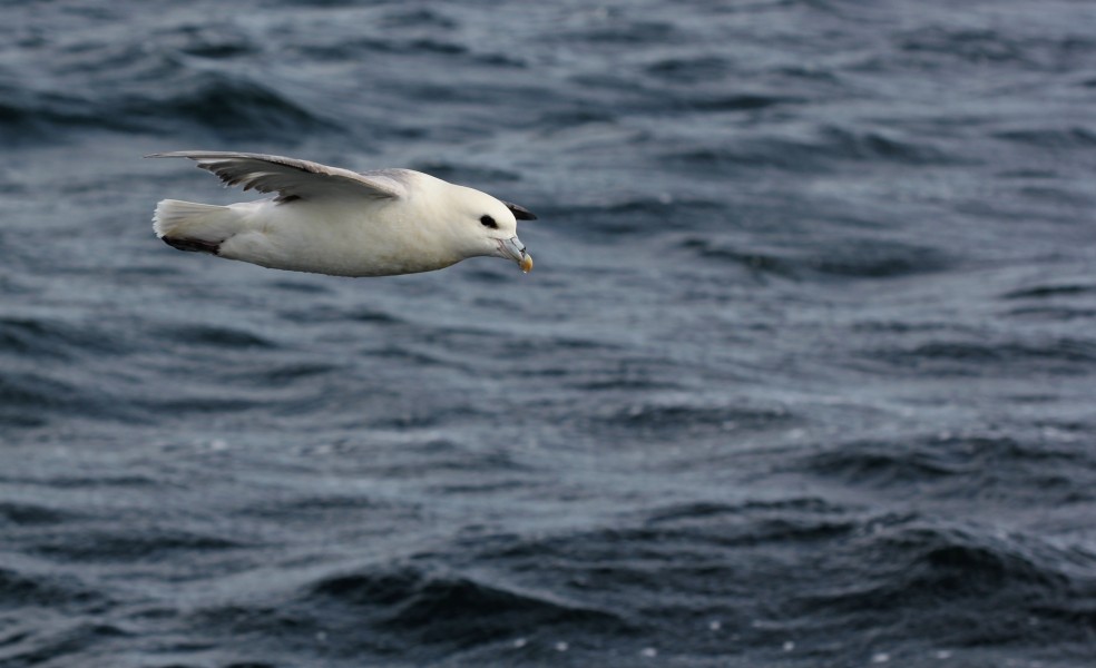 Northern Fulmar (Fulmarus glacialis) flying, side-on