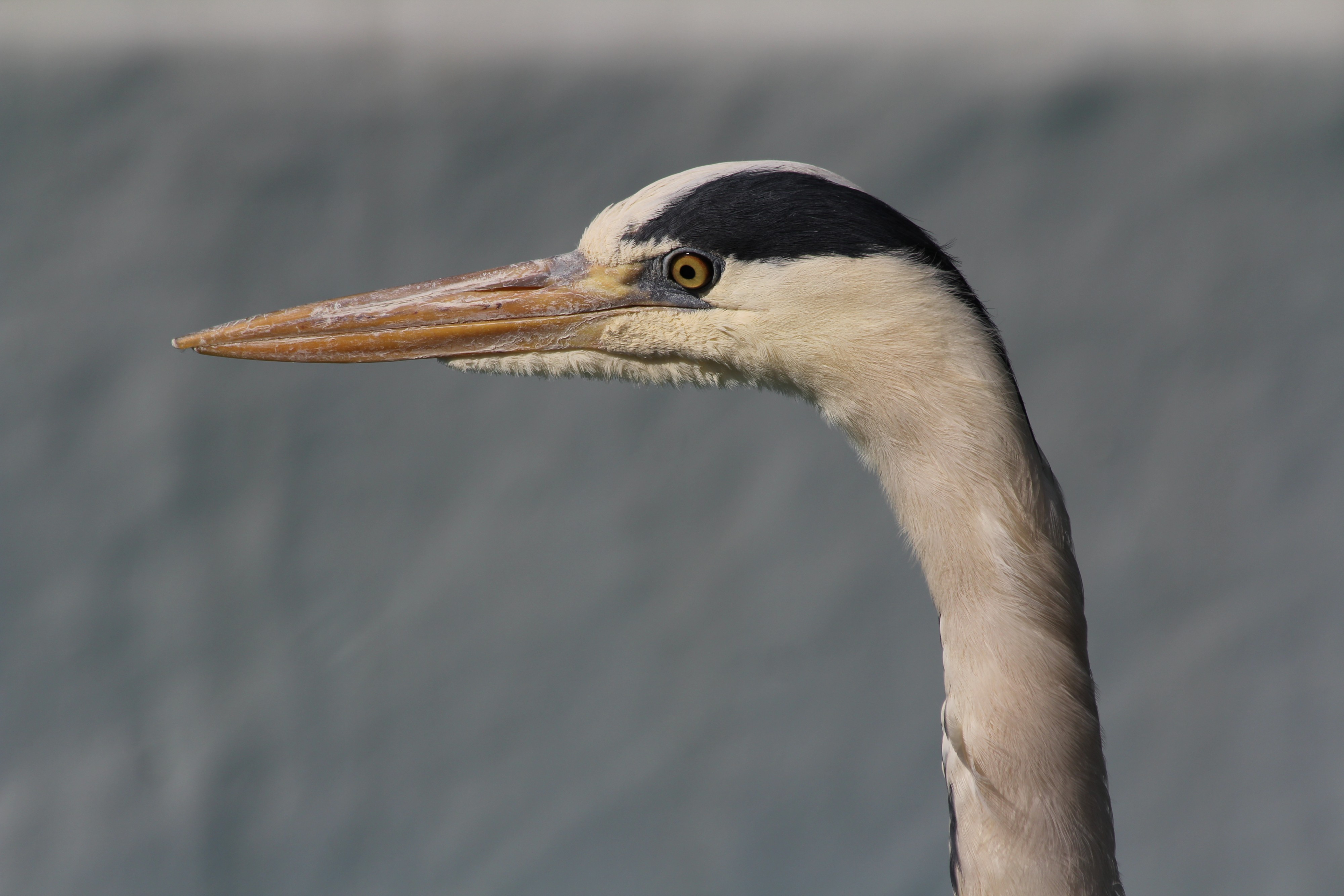 Ardea cinerea in Cologne Zoo