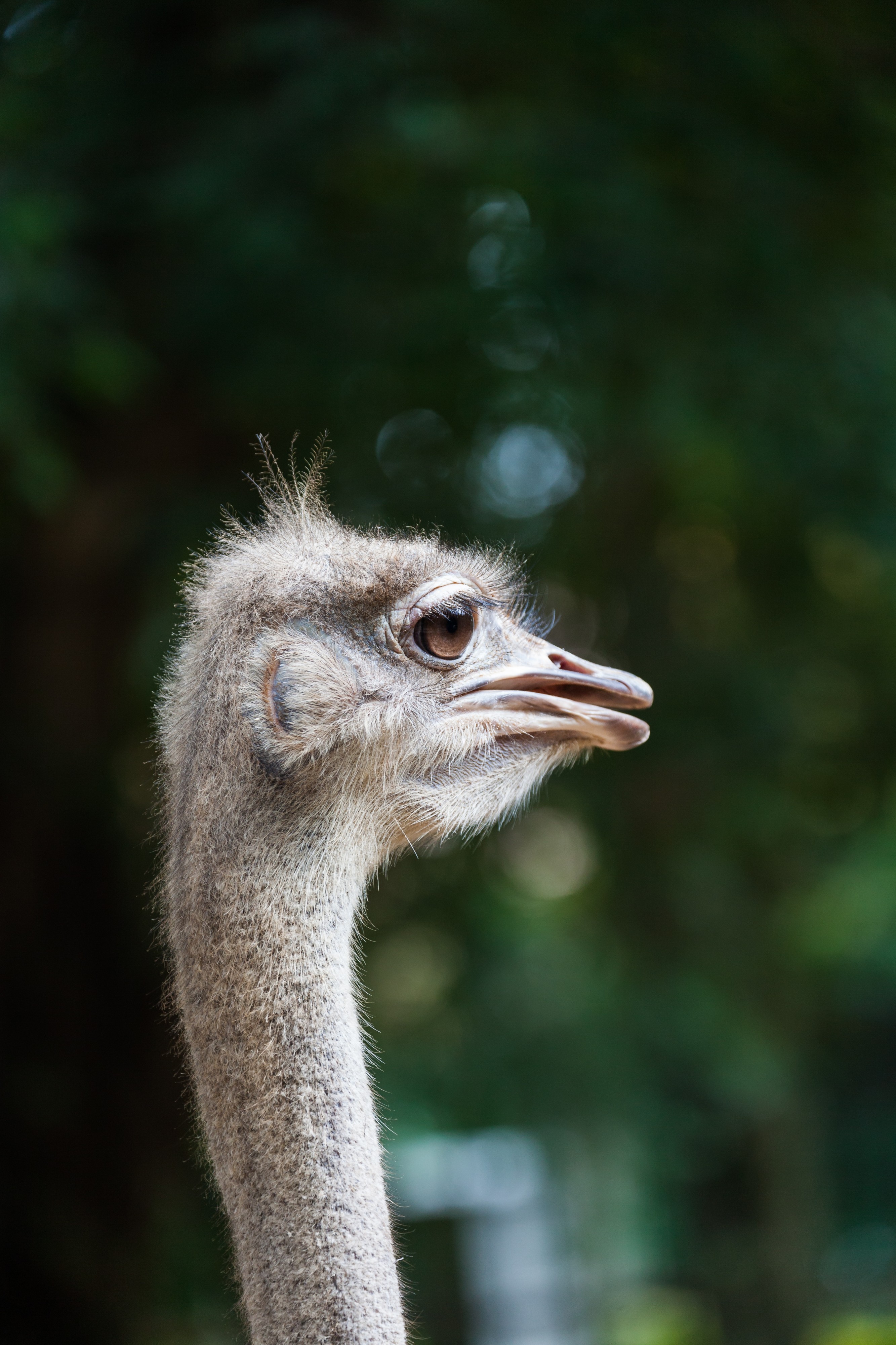 Avestruz (Struthio camelus), Zoo de Ciudad Ho Chi Minh, Vietnam, 2013-08-14, DD 02