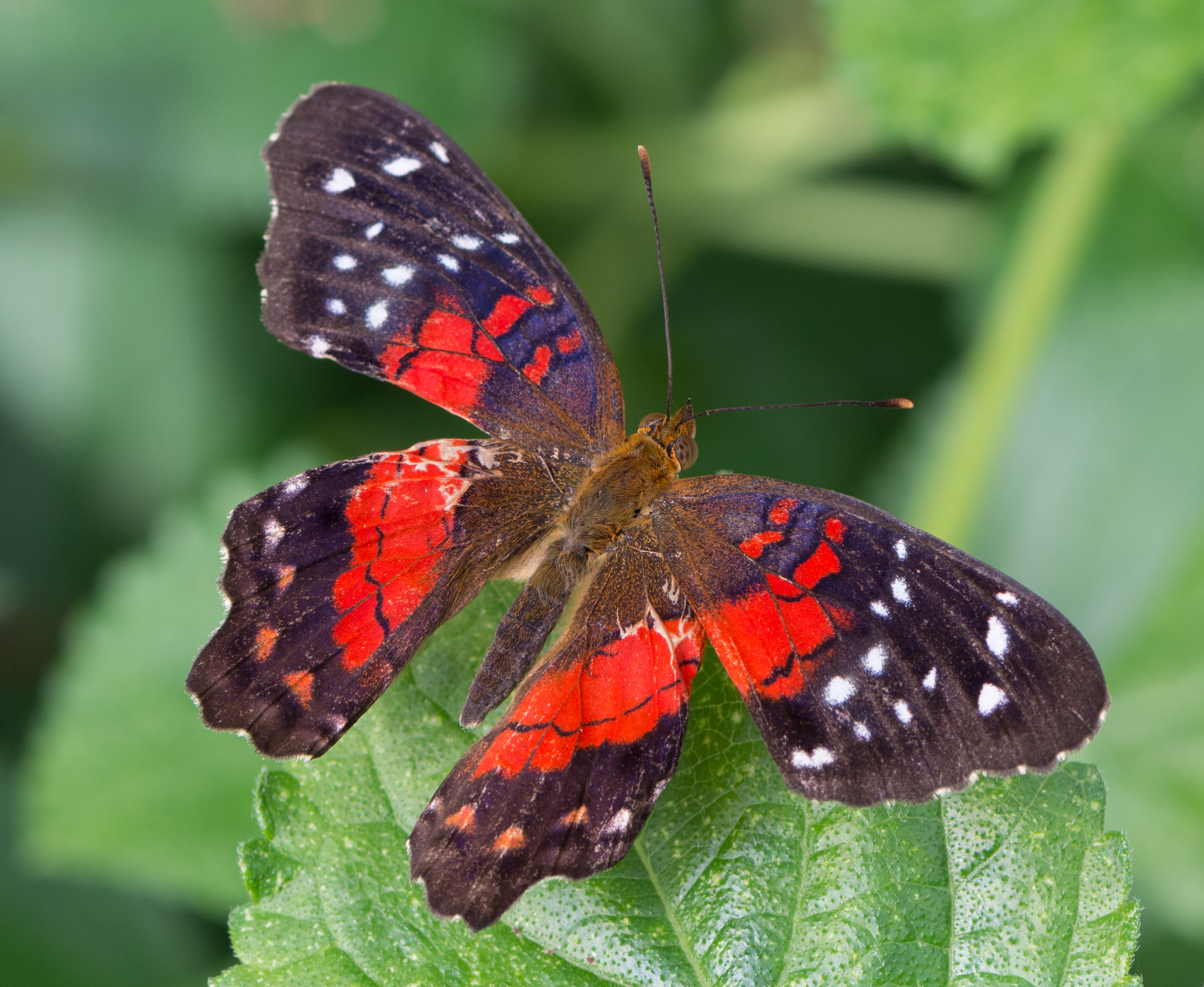 Anartia amathea 02 2014