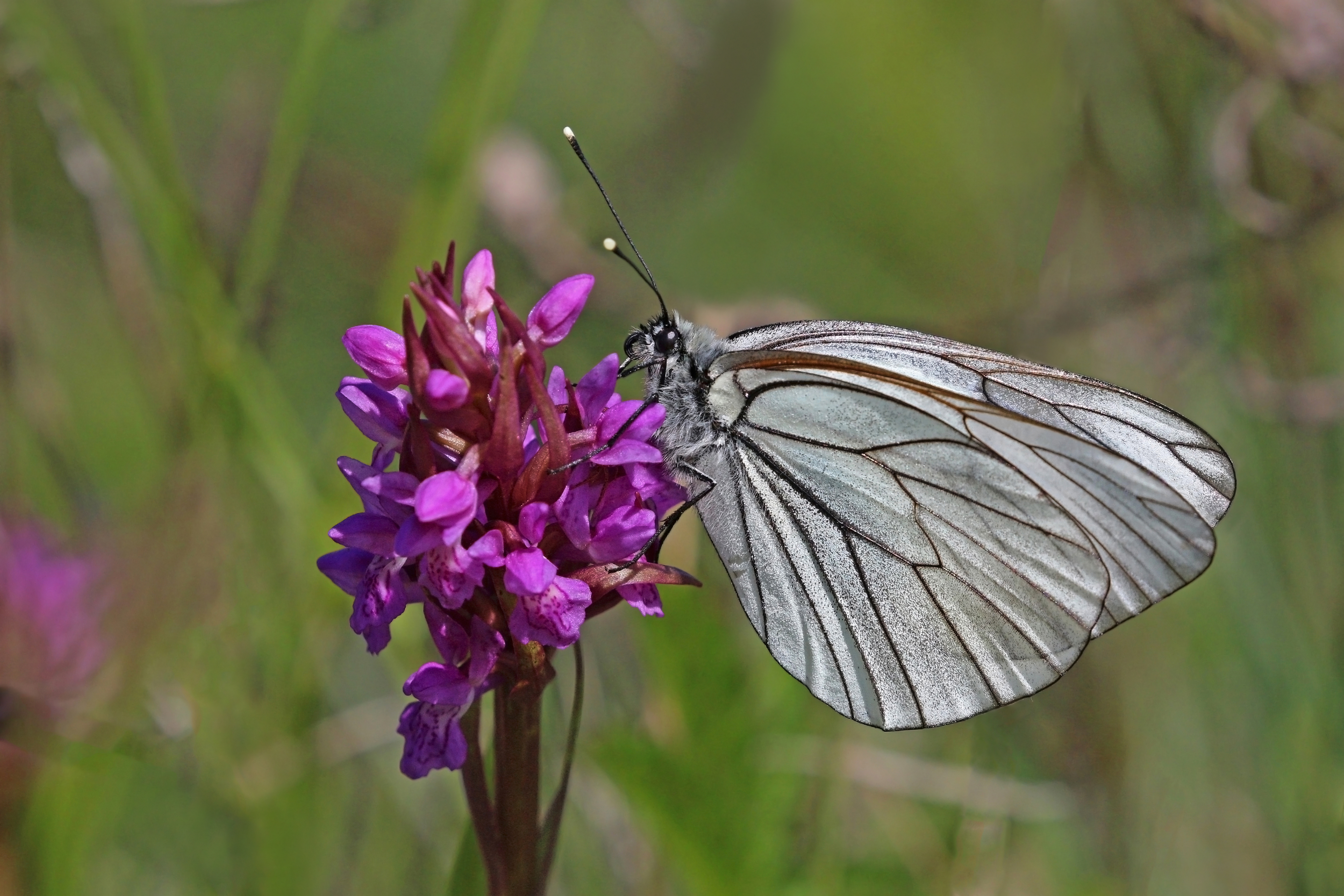 Black-veined white (Aporia crataegi) male underside