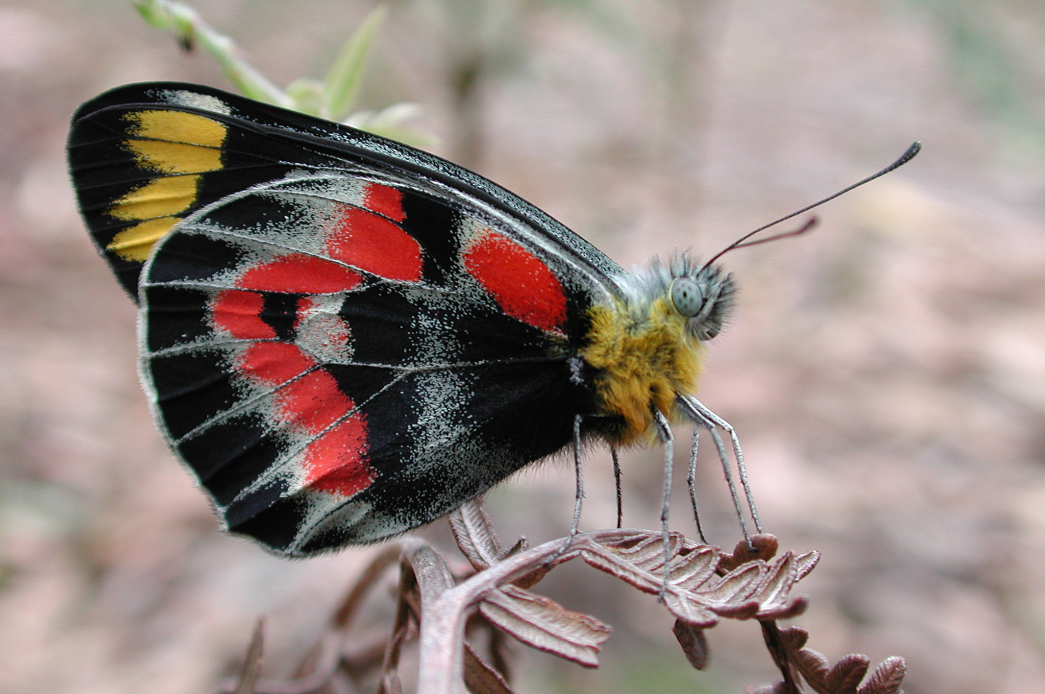 Delias harpalyce Common White Longford Victoria Australia 2005