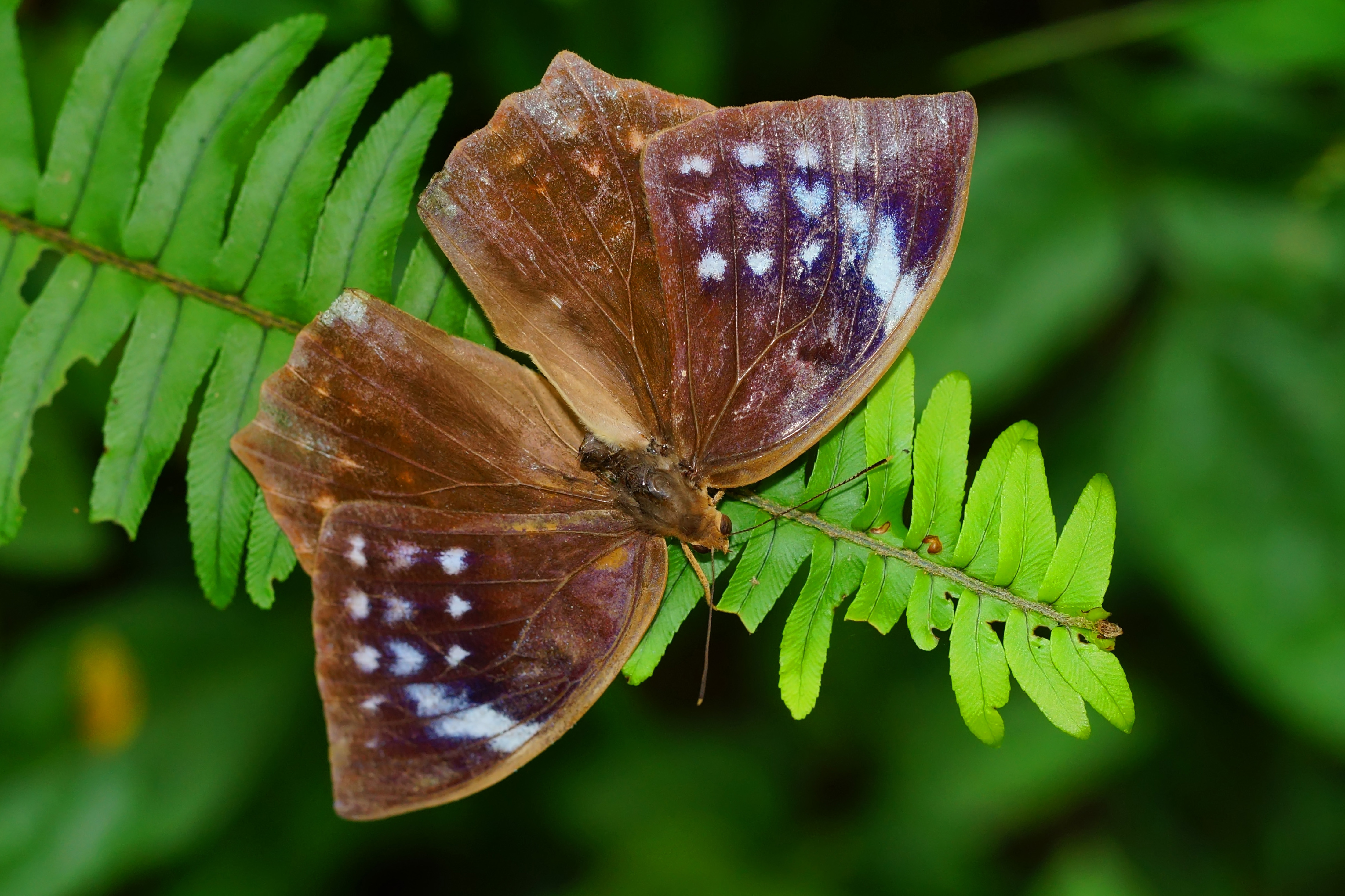 Discophora sondaica tulliana back