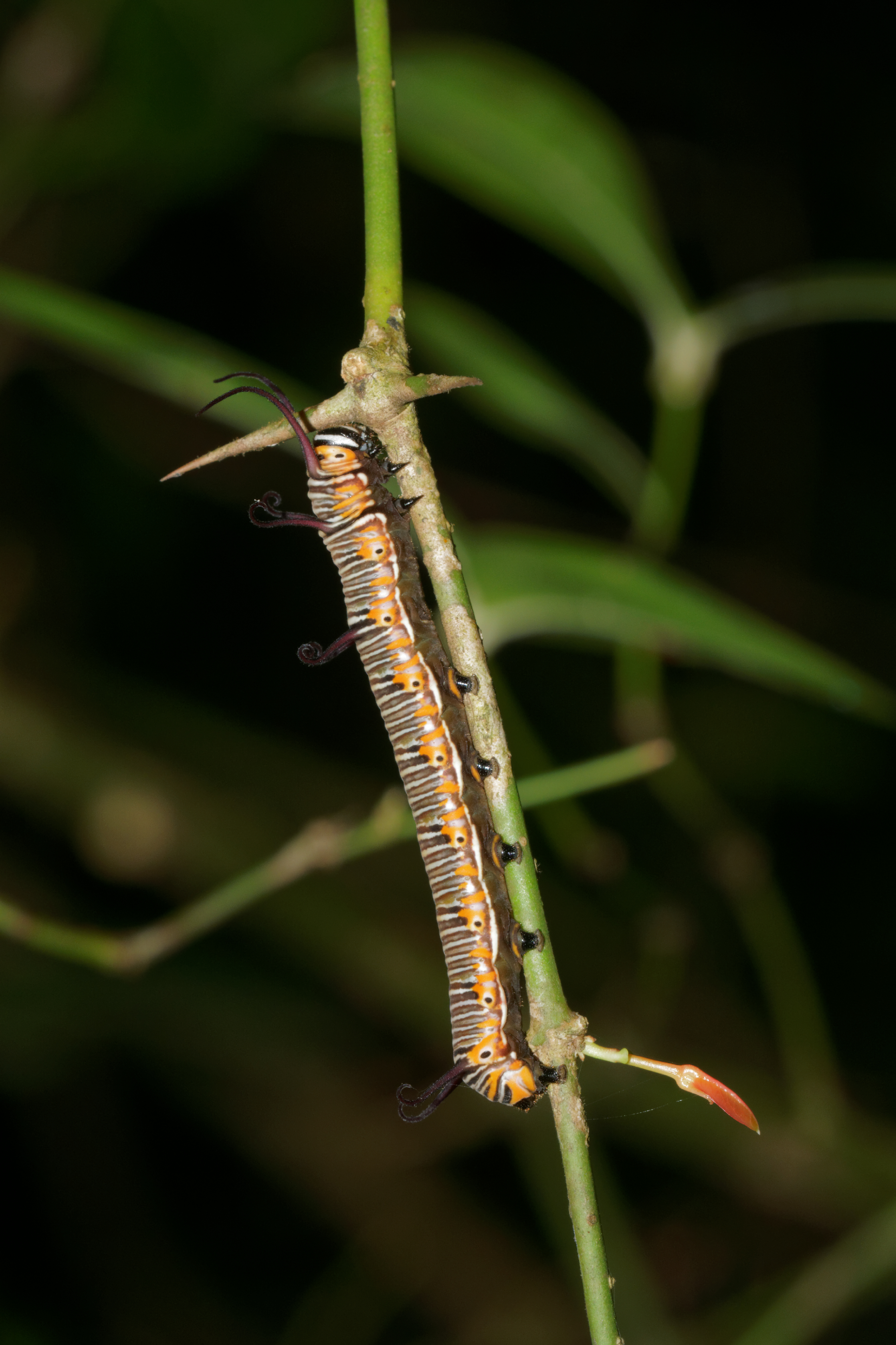 Euploea core-Kadavoor-2016-08-18-002