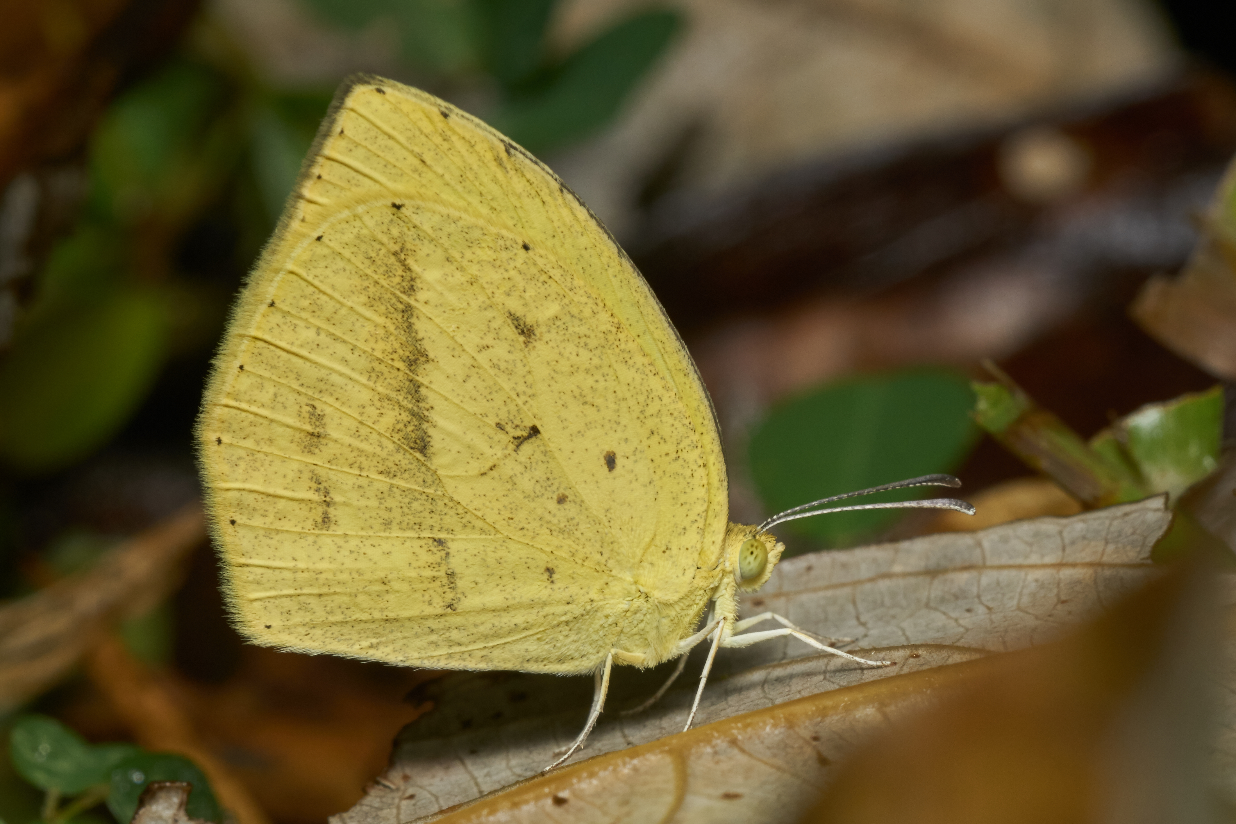 Eurema laeta-Thekkady-2016-12-02-001