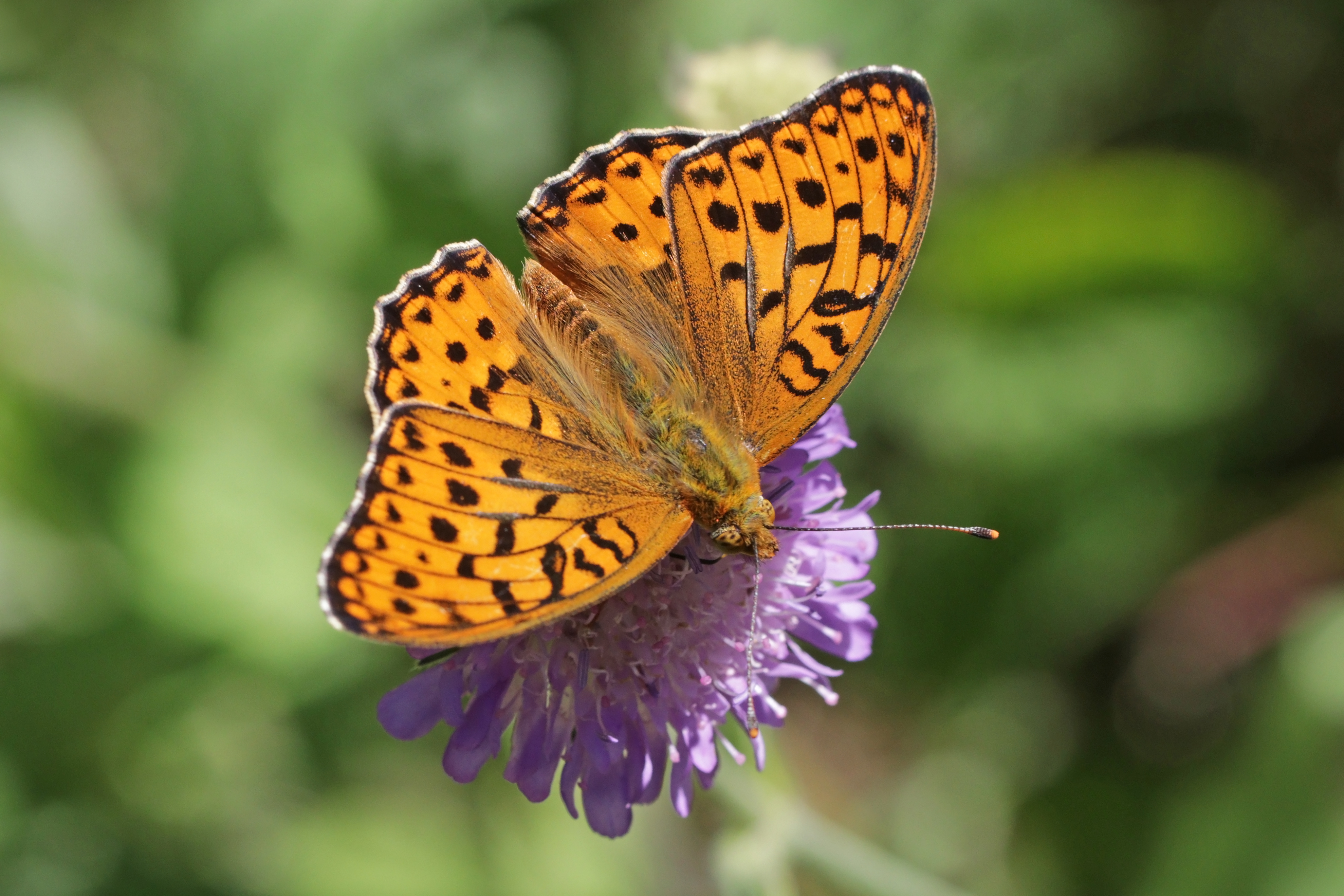 High brown fritillary (Argynnis adippe) male Sweden