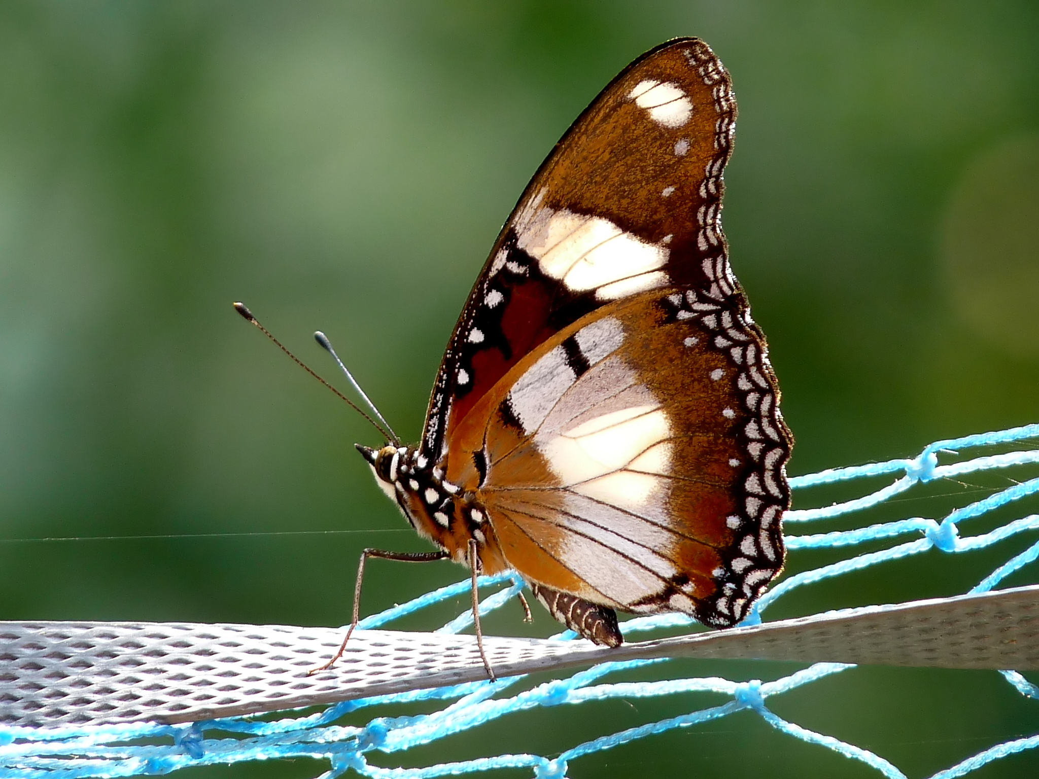 Hypolimnas misippus by kadavoor