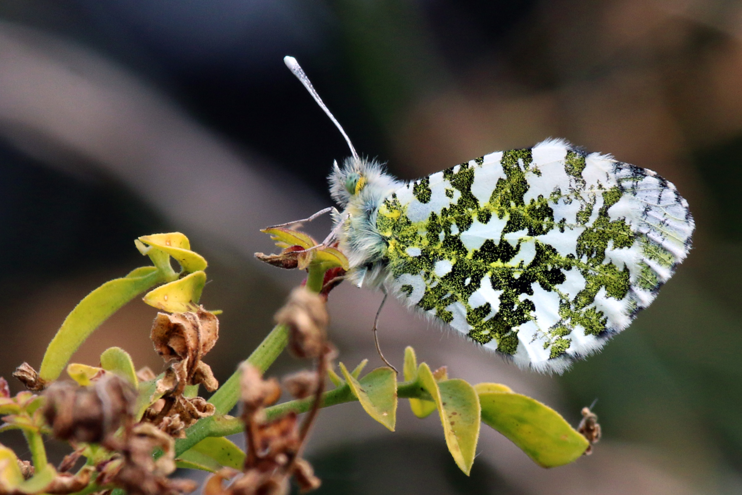 Orange tip female (Anthocharis cardamines)