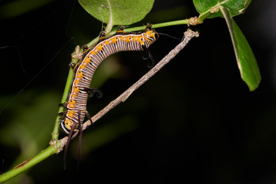 Euploea core-Kadavoor-2016-09-08-001