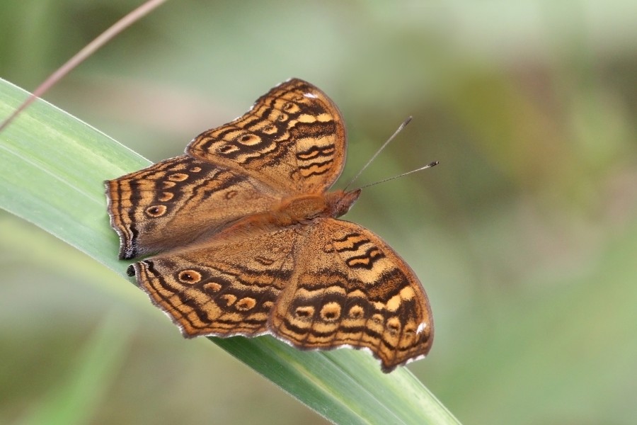 Golden pansy (Junonia chorimene)