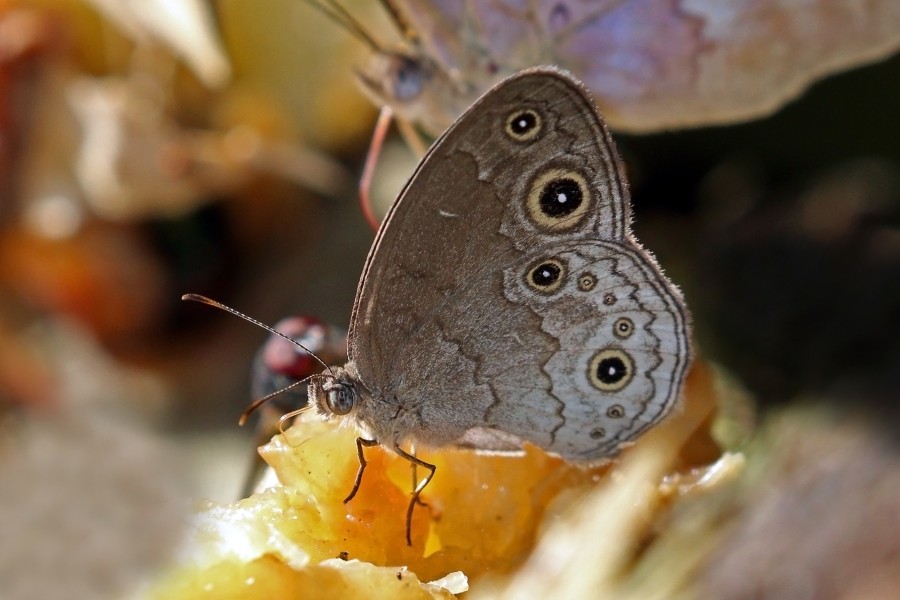 Grey bush brown (Bicyclus taenias)