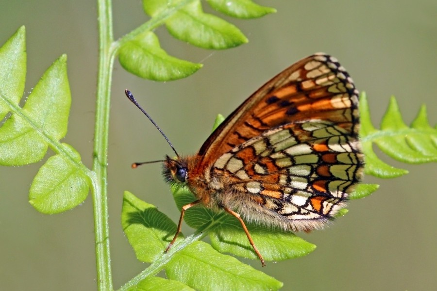 Heath fritillary (Melitaea athalia lachares) underside