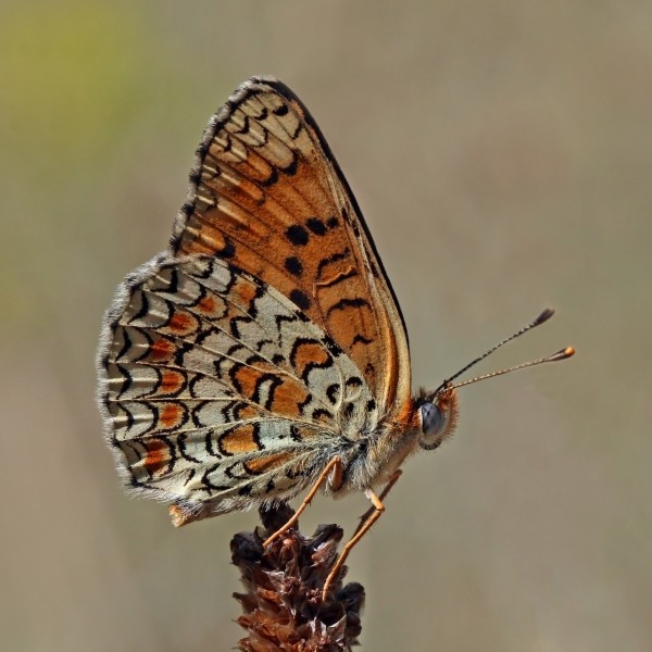 Knapweed fritillary (Melitaea phoebe) underside Bulgaria