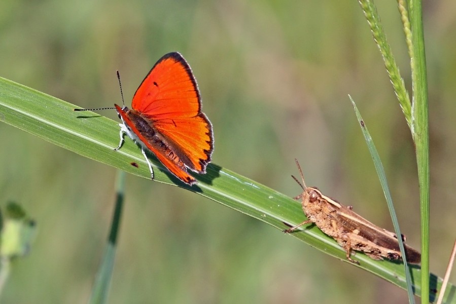 Large copper (Lycaena dispar) male Greece