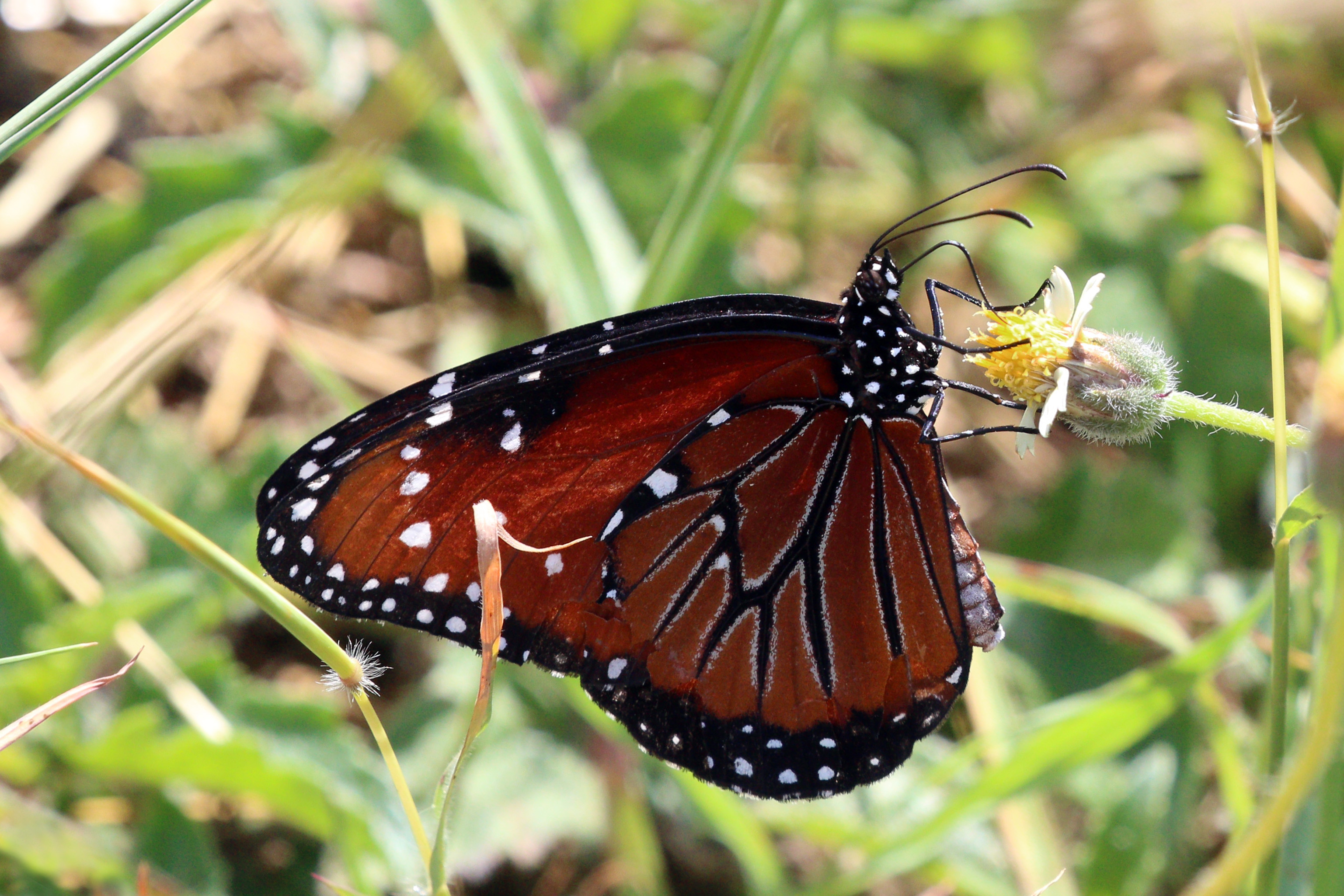 Queen (Danaus gilippus berenice) underside