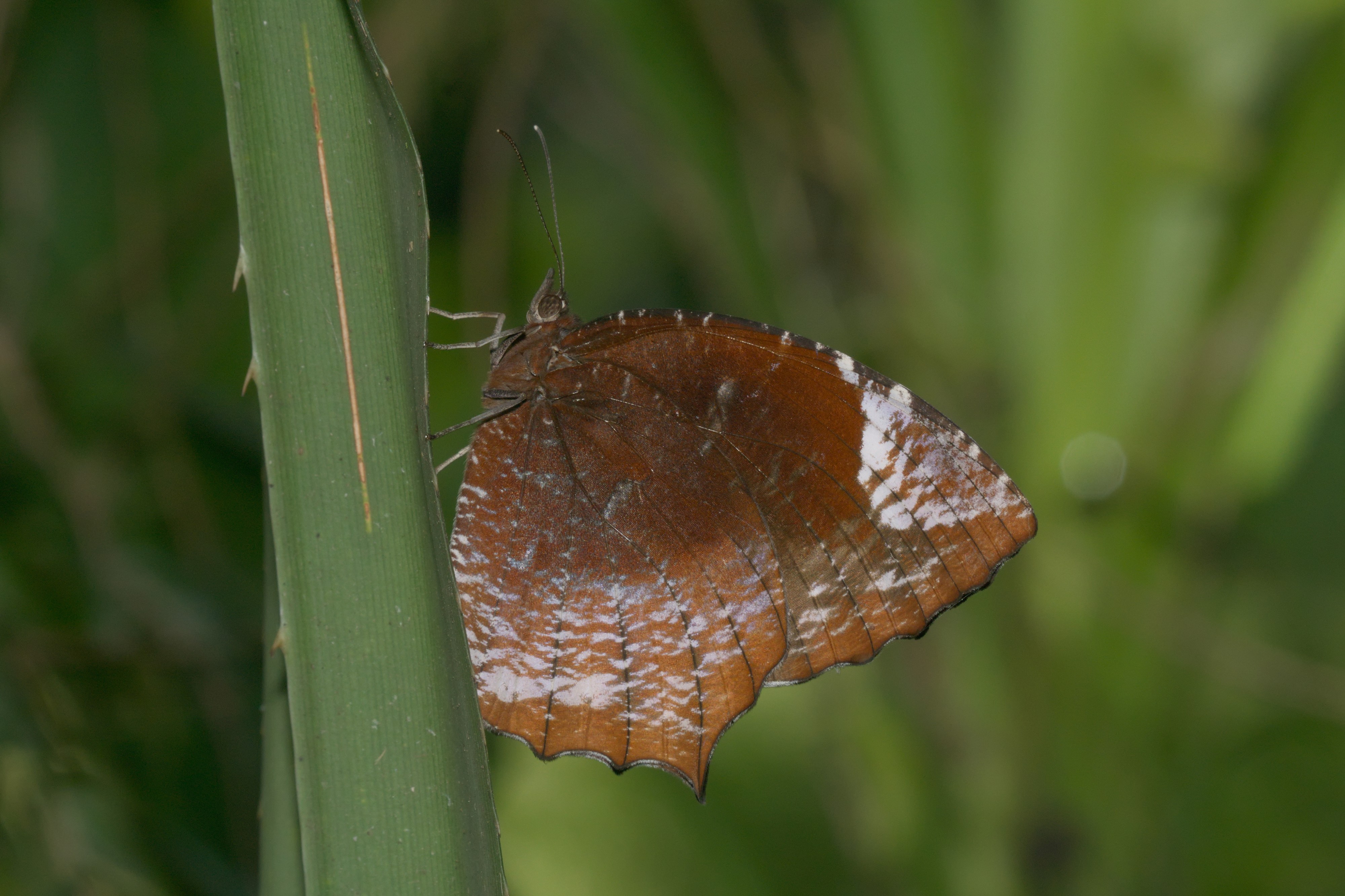 Elymnias caudata-Kadavoor-2016-06-14-001