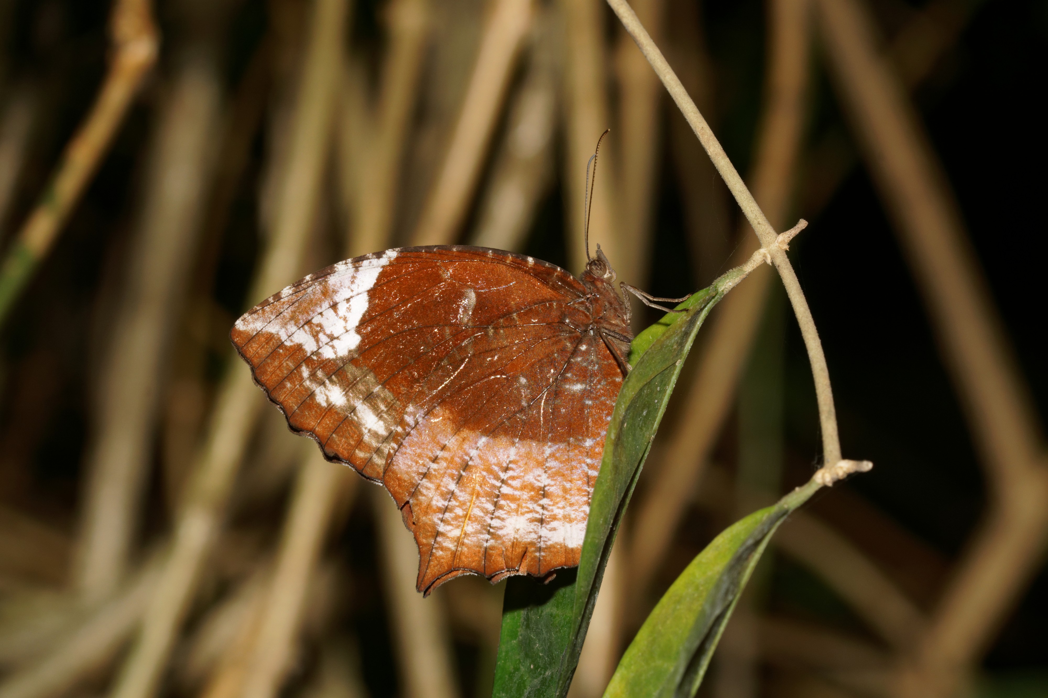 Elymnias caudata-Kadavoor-2016-07-30-001