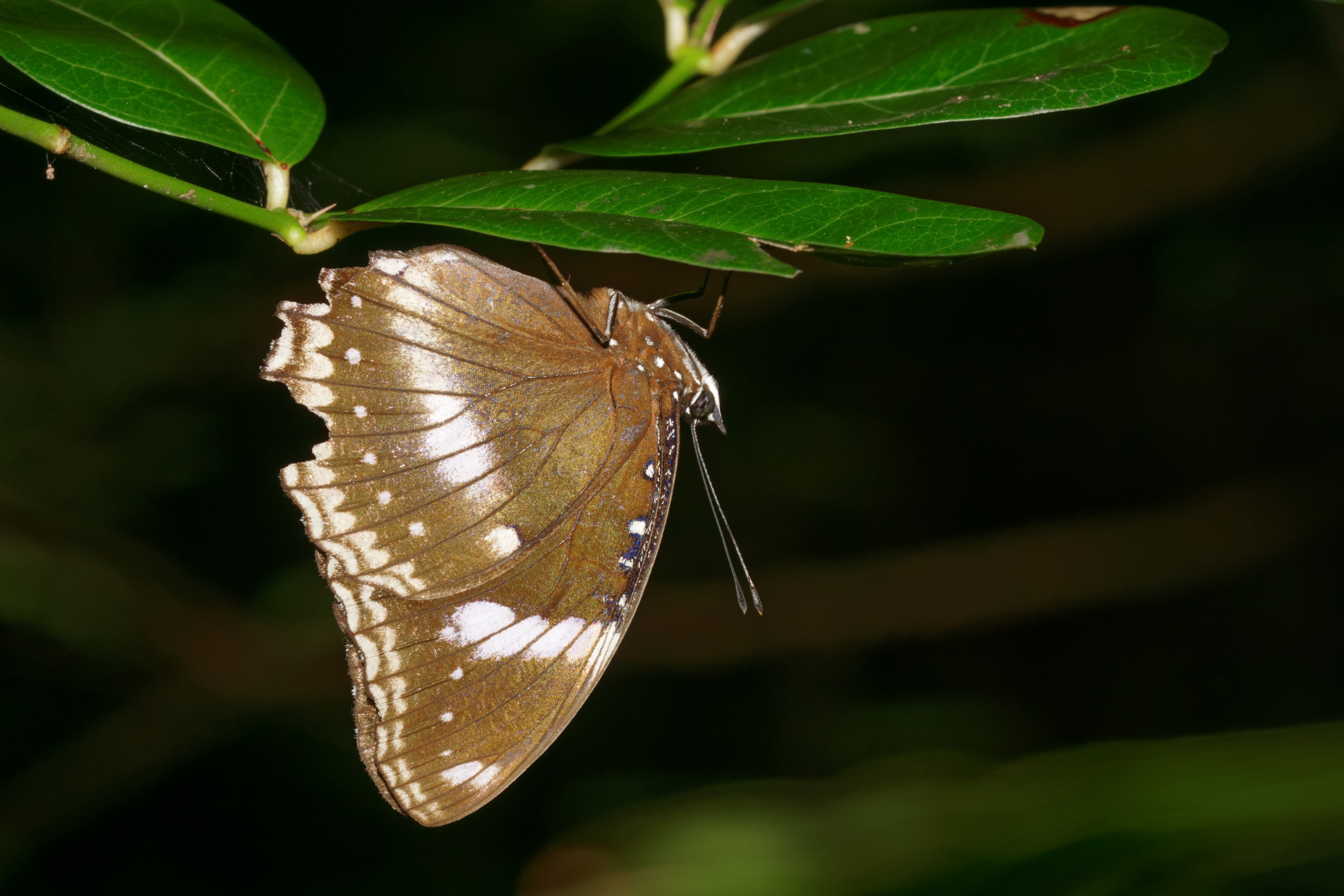 Hypolimnas bolina-Kadavoor-2016-08-08-001