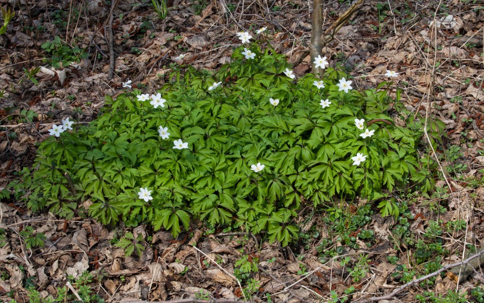 white flowers in Lviv region of Ukraine in March 2014