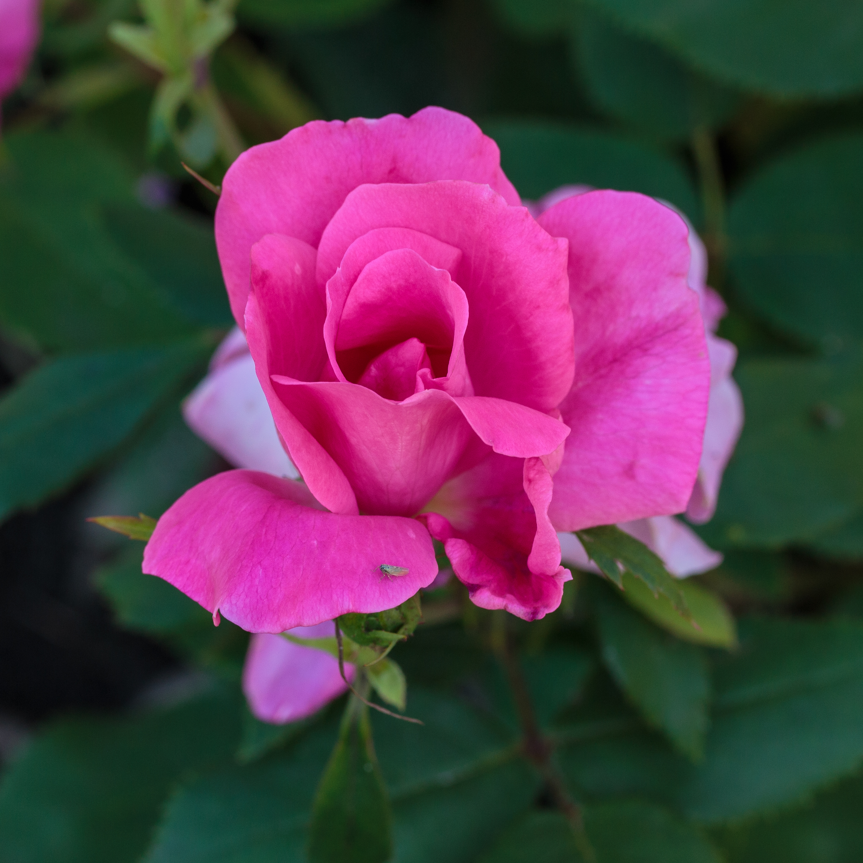 Photo of Rosa 'Pink Knock Out' (actm) 01