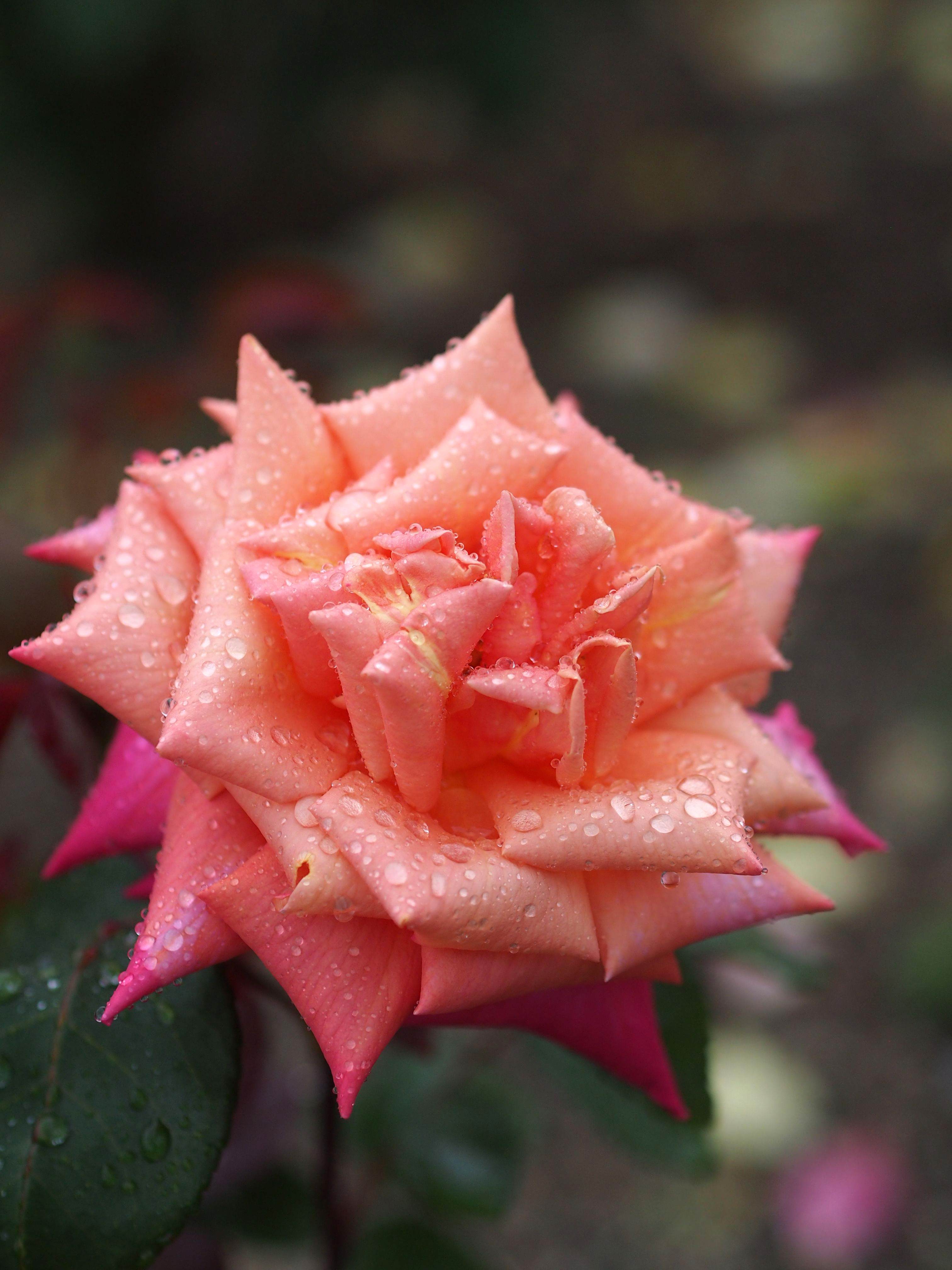 Rose, Sagano, バラ, 嵯峨野, (15976539605)