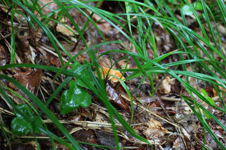 Rainy forest, picture 5