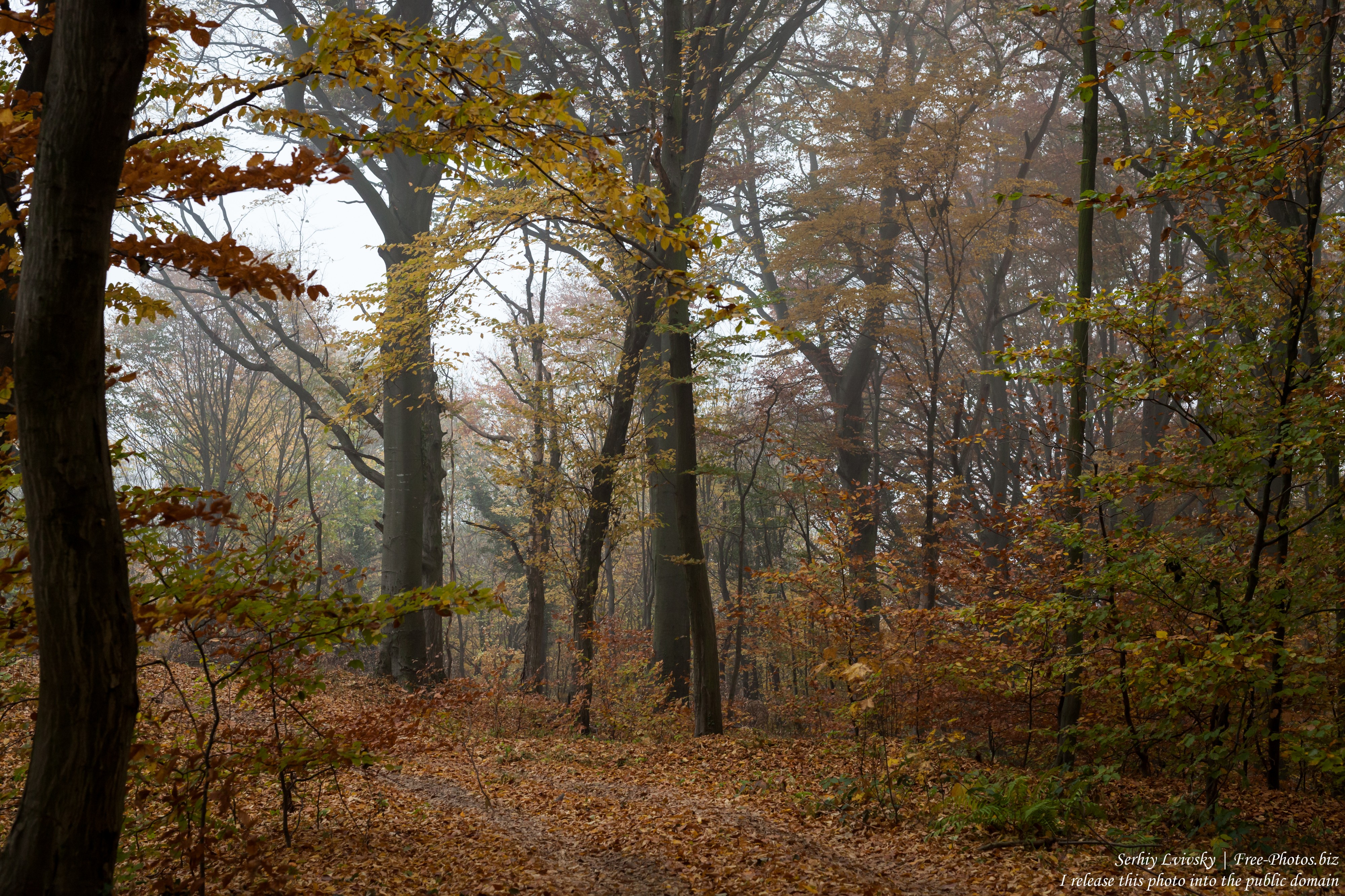 nature in Lviv region of Ukraine photographed in October 2018 by Serhiy Lvivsky, picture 18