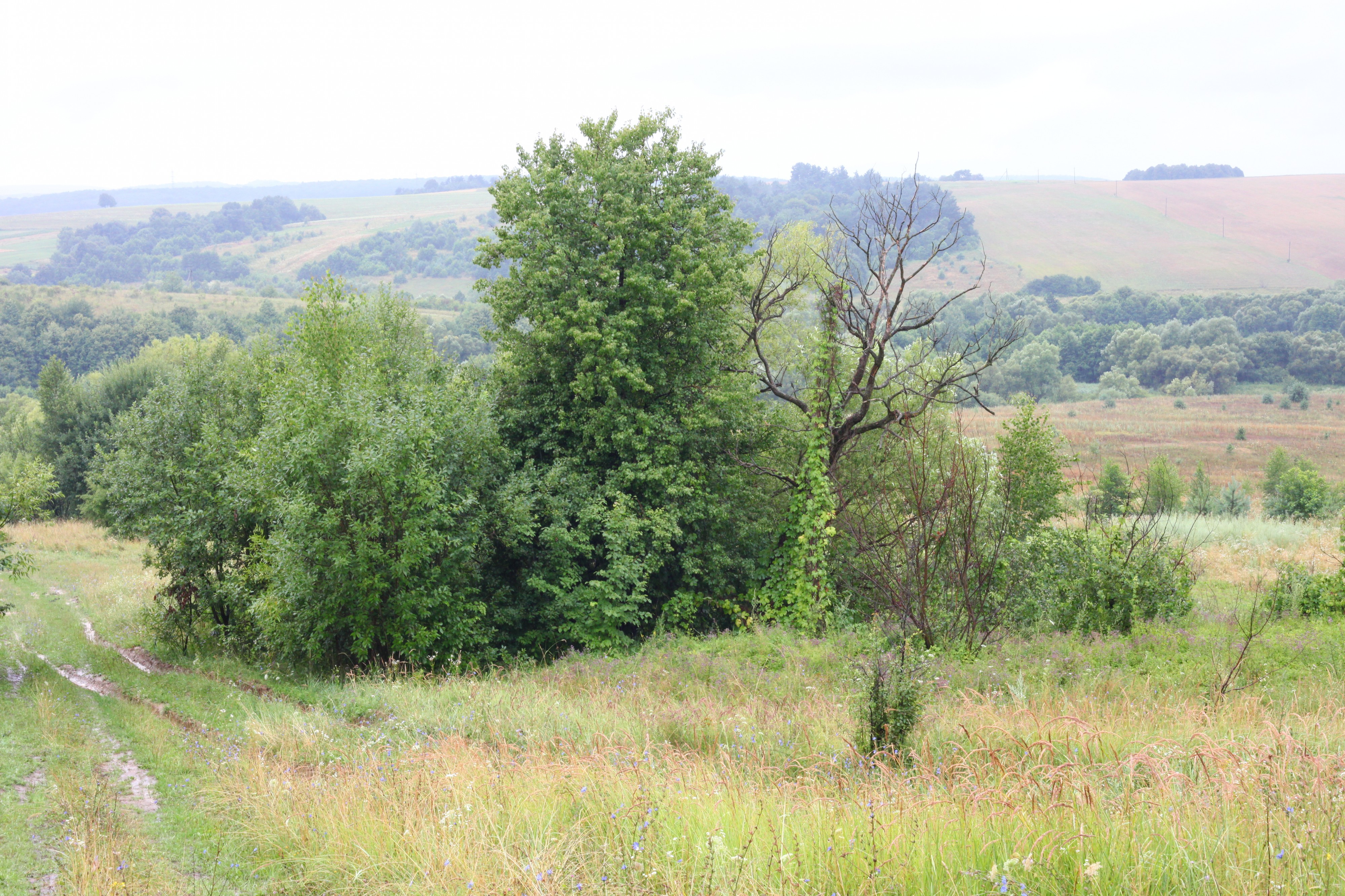 Rainy meadow and woods, picture 34