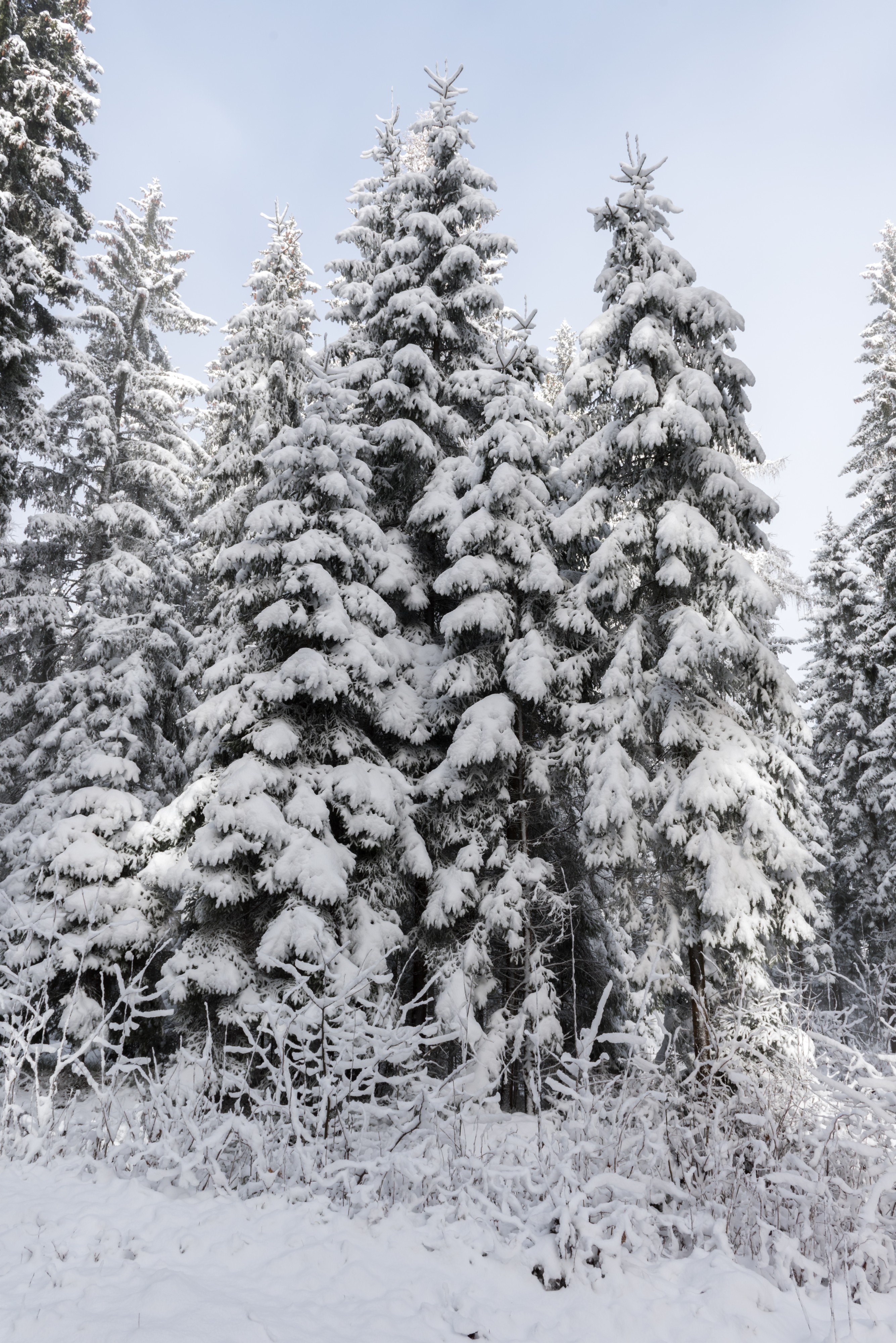 Durch den wald. Winterwald.