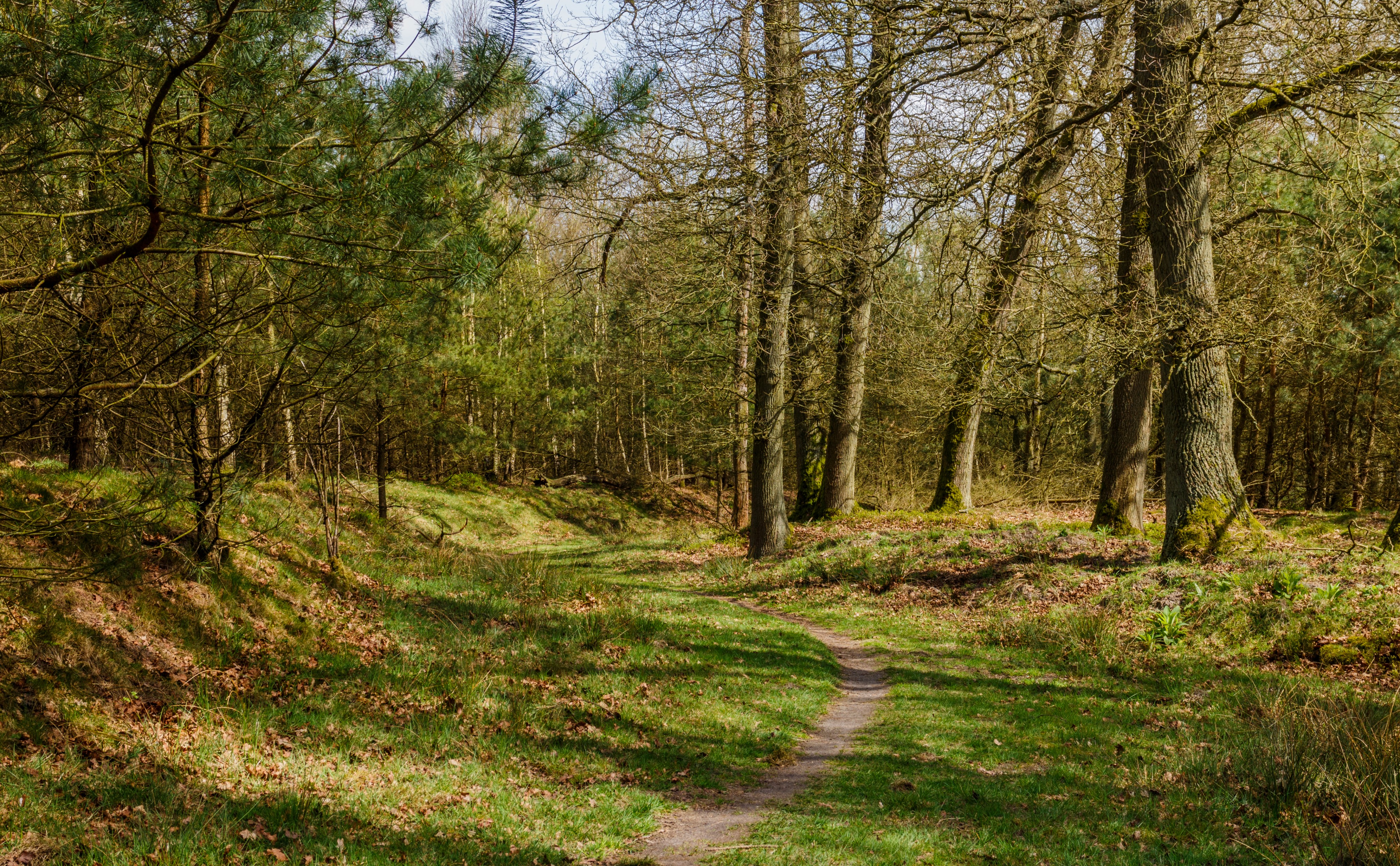 Spannend pad door wildgebied. Locatie, Kroondomein