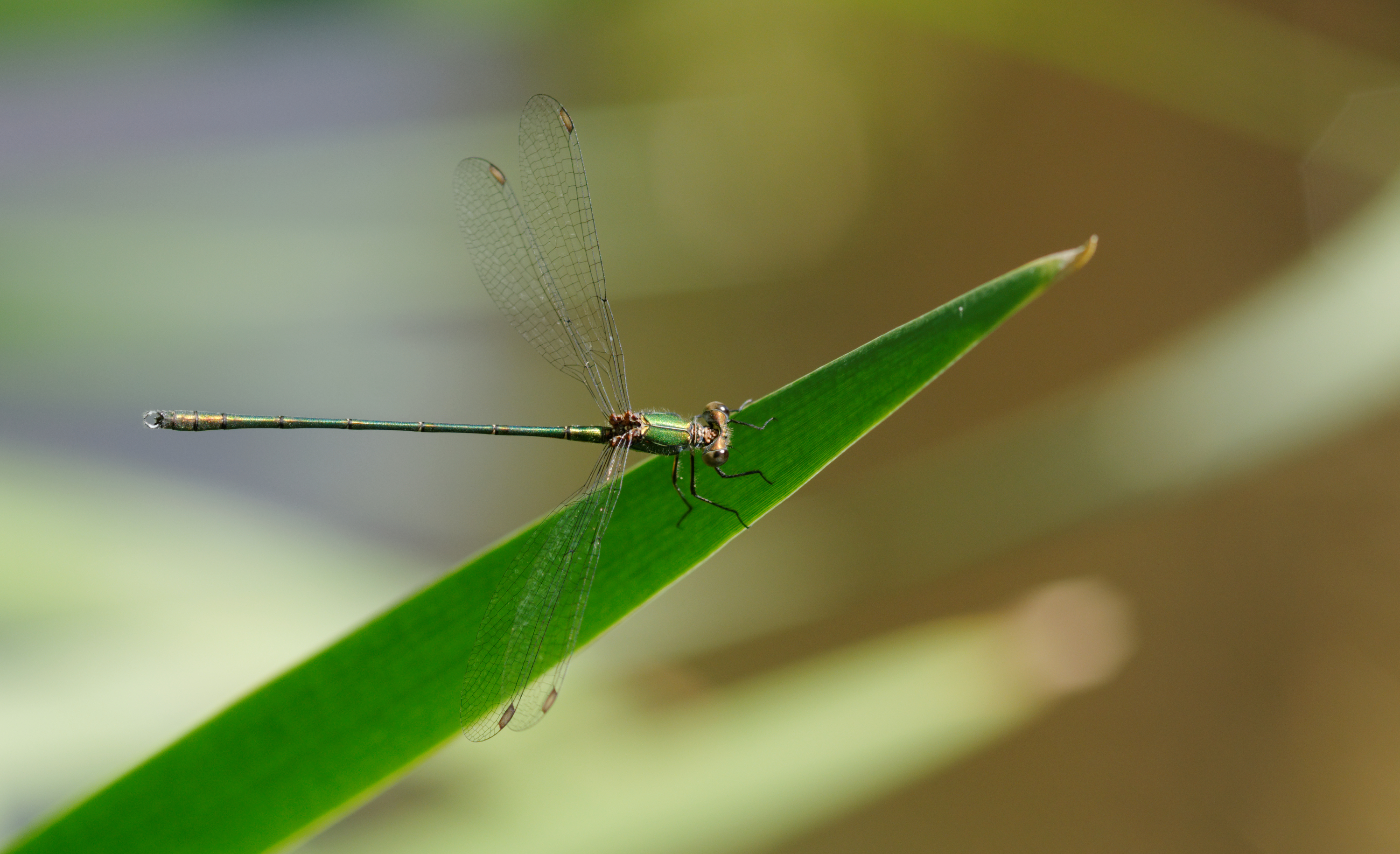 2012-07-25 15-52-05-Chalcolestes viridis