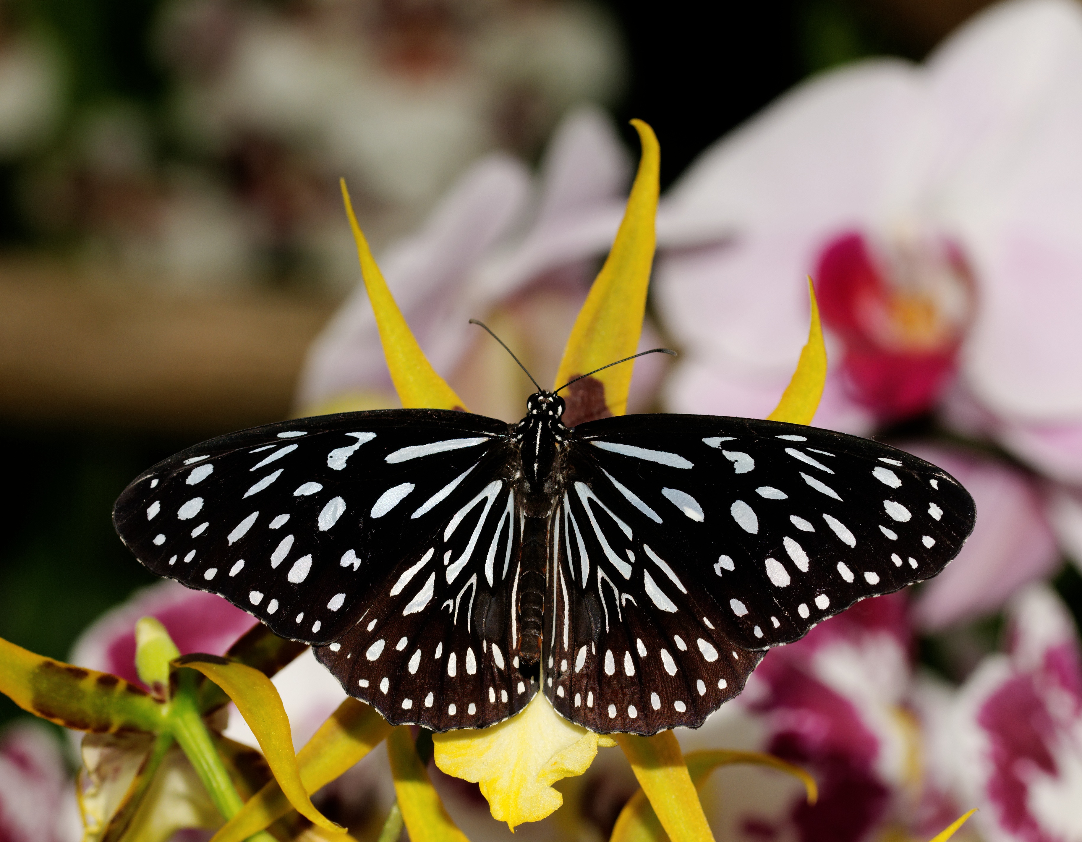 2014-05-01 15-57-40-Tirumala-hunawihr