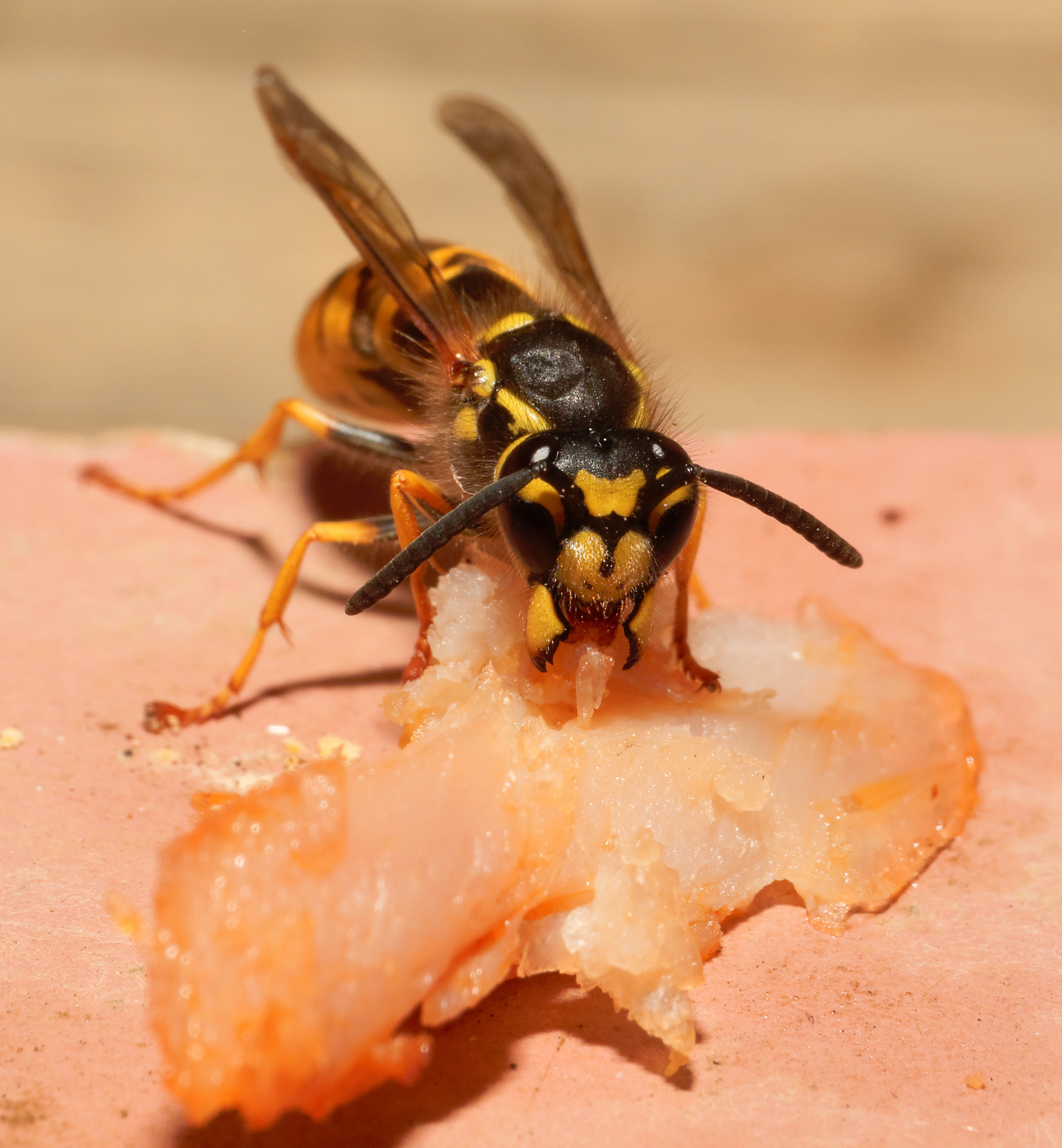 2015-07-23 19-49-45 vespula